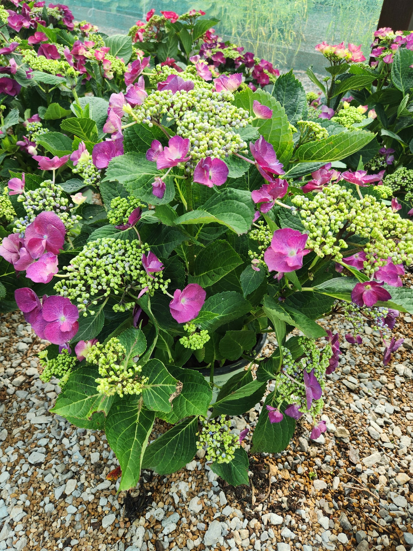 Hydrangea, Big-leaf Mophead 'Grape Explosion' (Hydrangea)