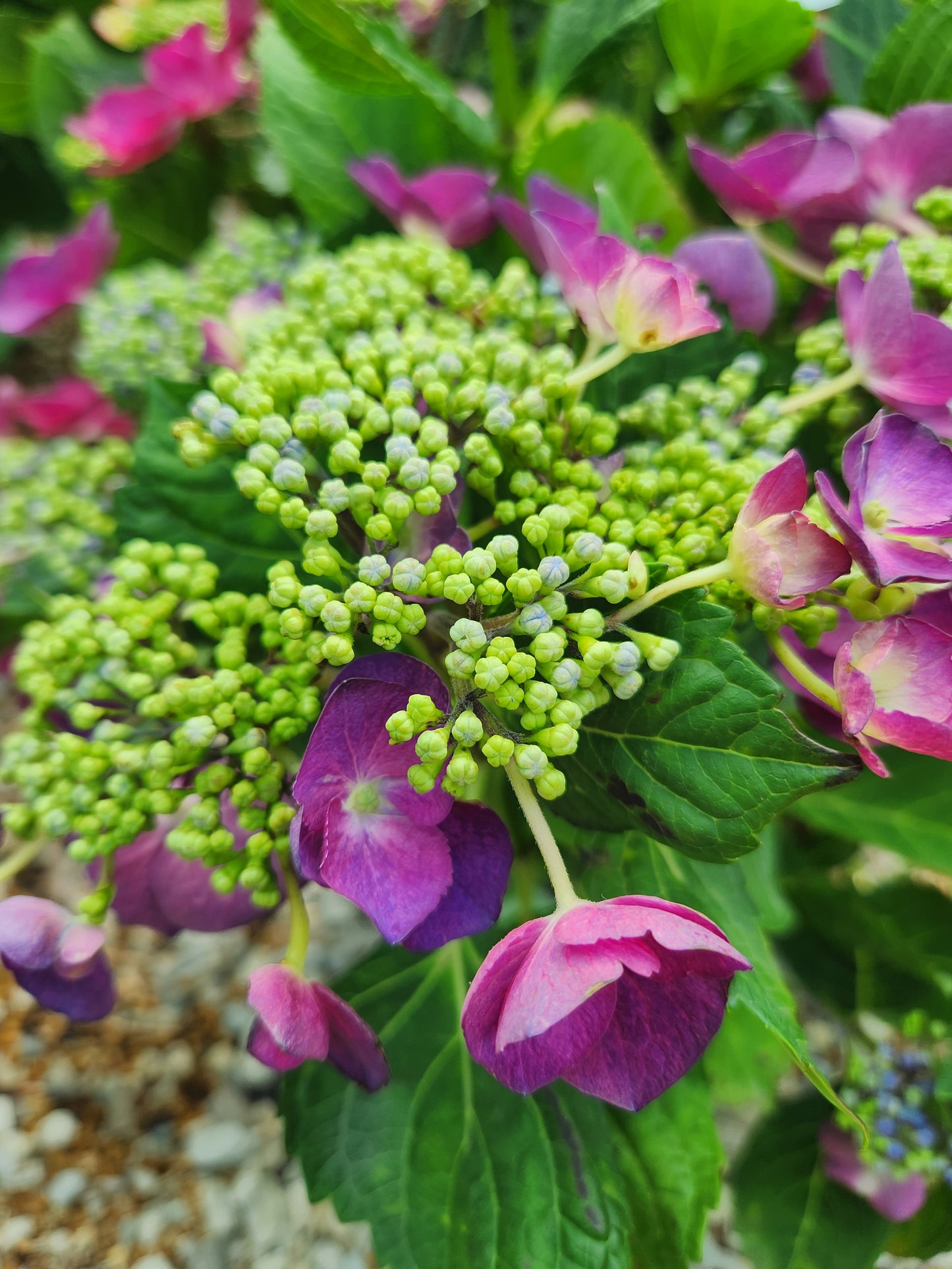 Hydrangea, Big-leaf Mophead 'Grape Explosion' (Hydrangea)