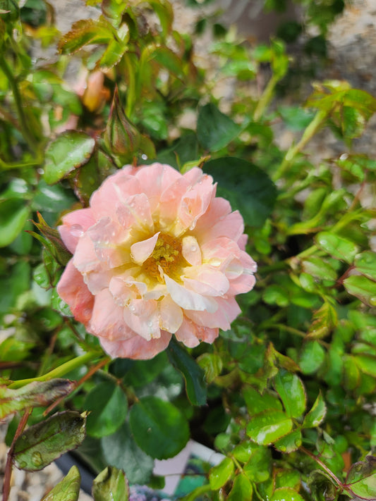 Rose, Spreading 'Peach Drift' (Rosa)