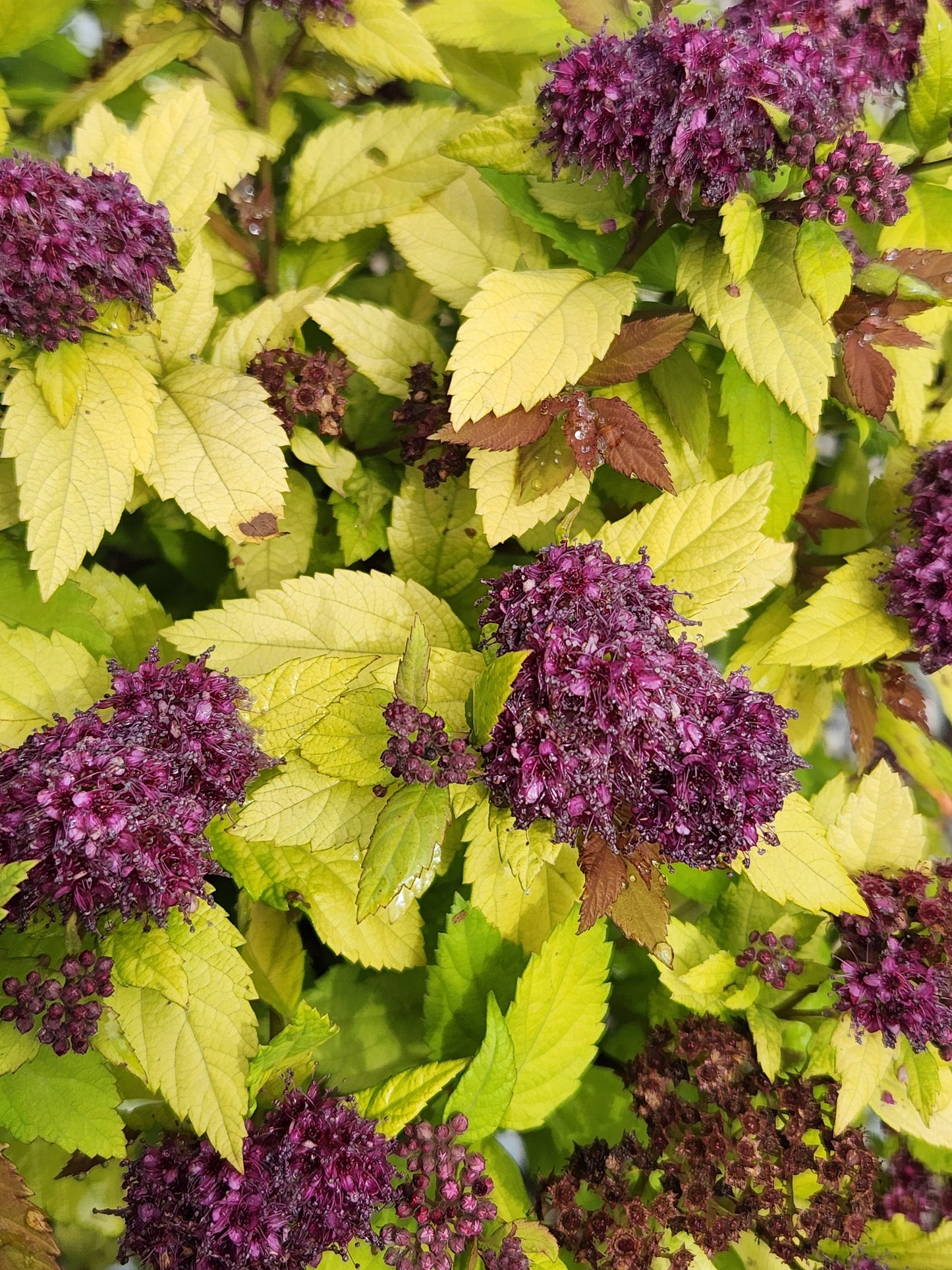 Spirea / Meadowsweet, Japanese 'Double Play Dolly' (Spiraea)