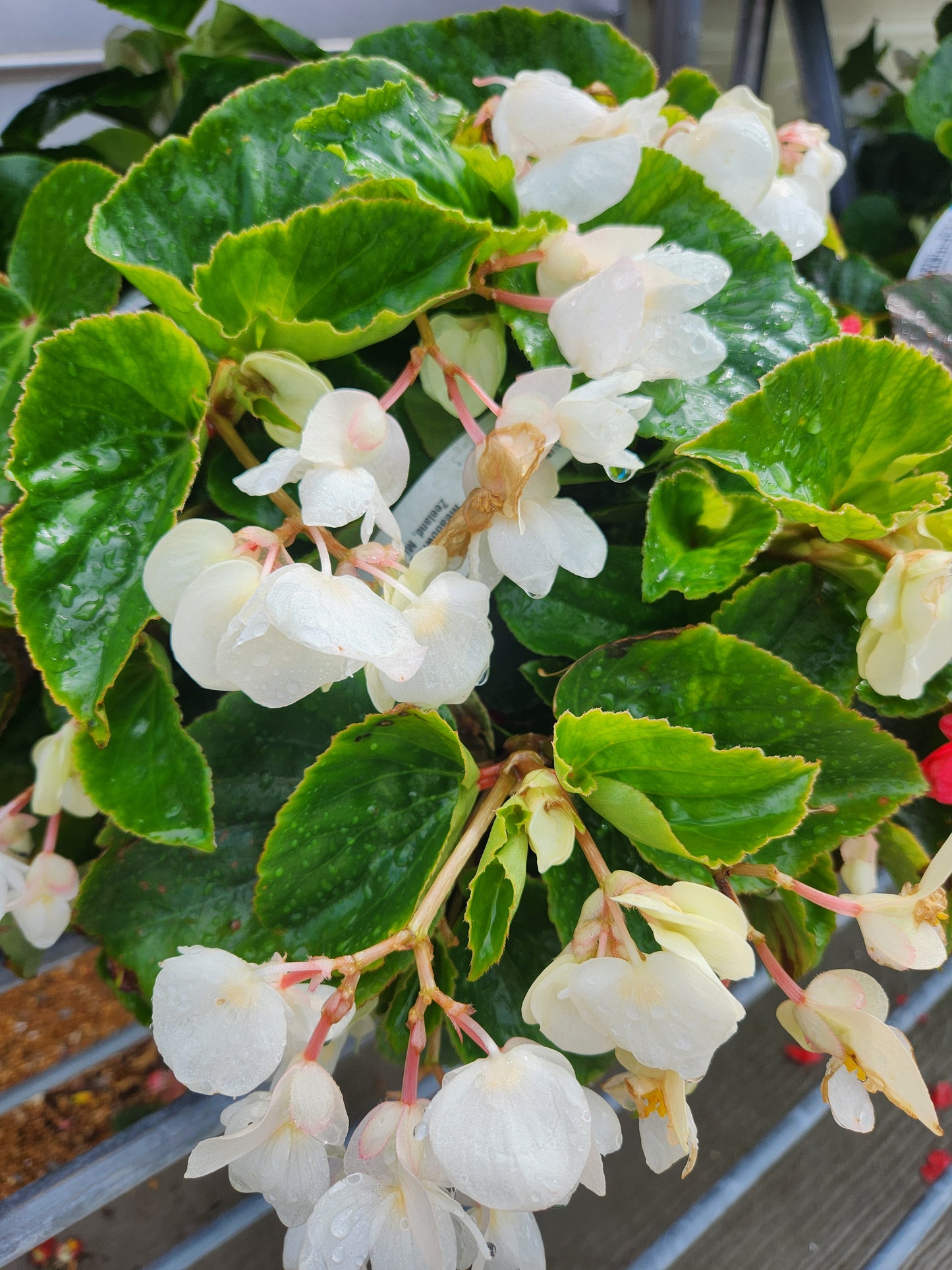 Begonia, Fibrous Big Leaf (Begonia)