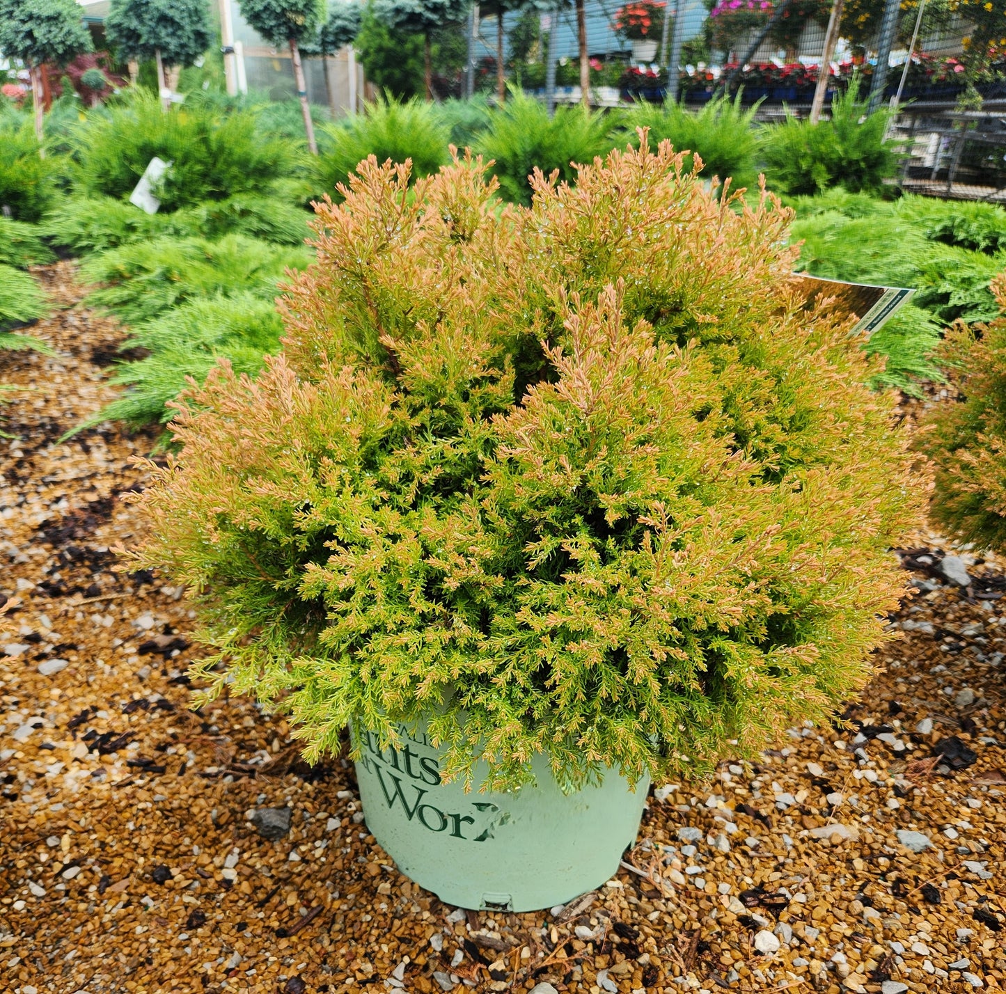Arborvitae, Eastern Globe 'Fire Chief' (Thuja)