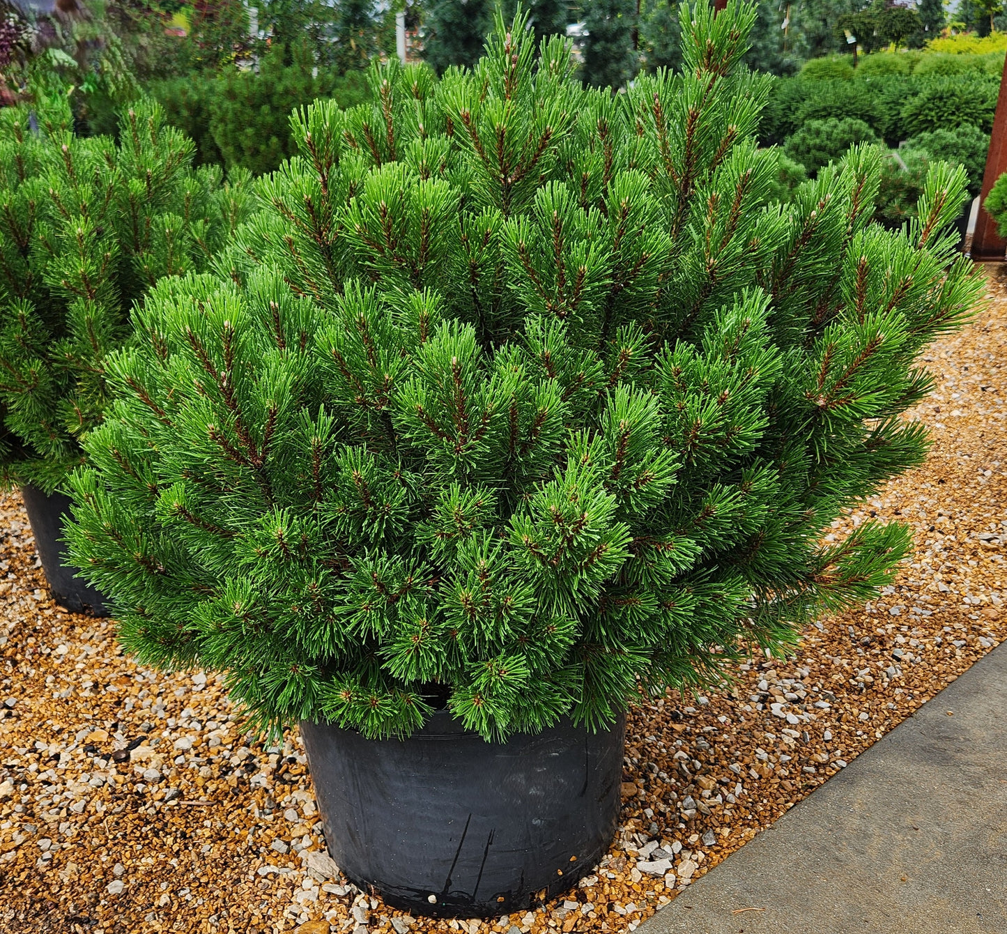 Pine, Swiss/ Mugo 'Palouse' (Pinus)