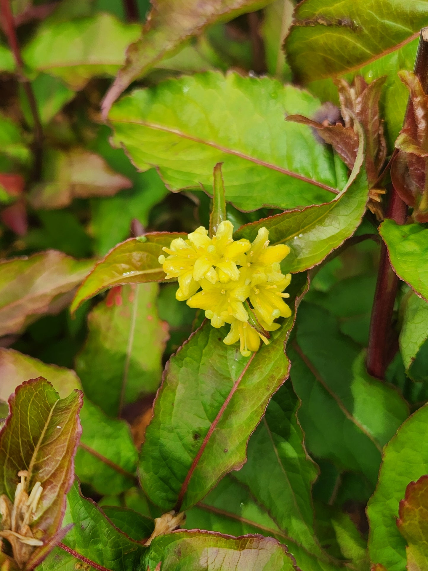 Honeysuckle, Bush 'Kodiak Red' (Diervilla)