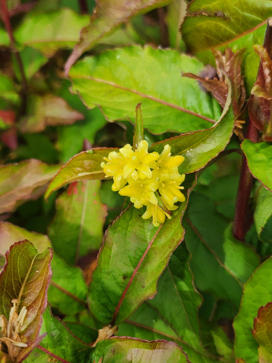 Honeysuckle, Bush 'Kodiak Red' (Diervilla)