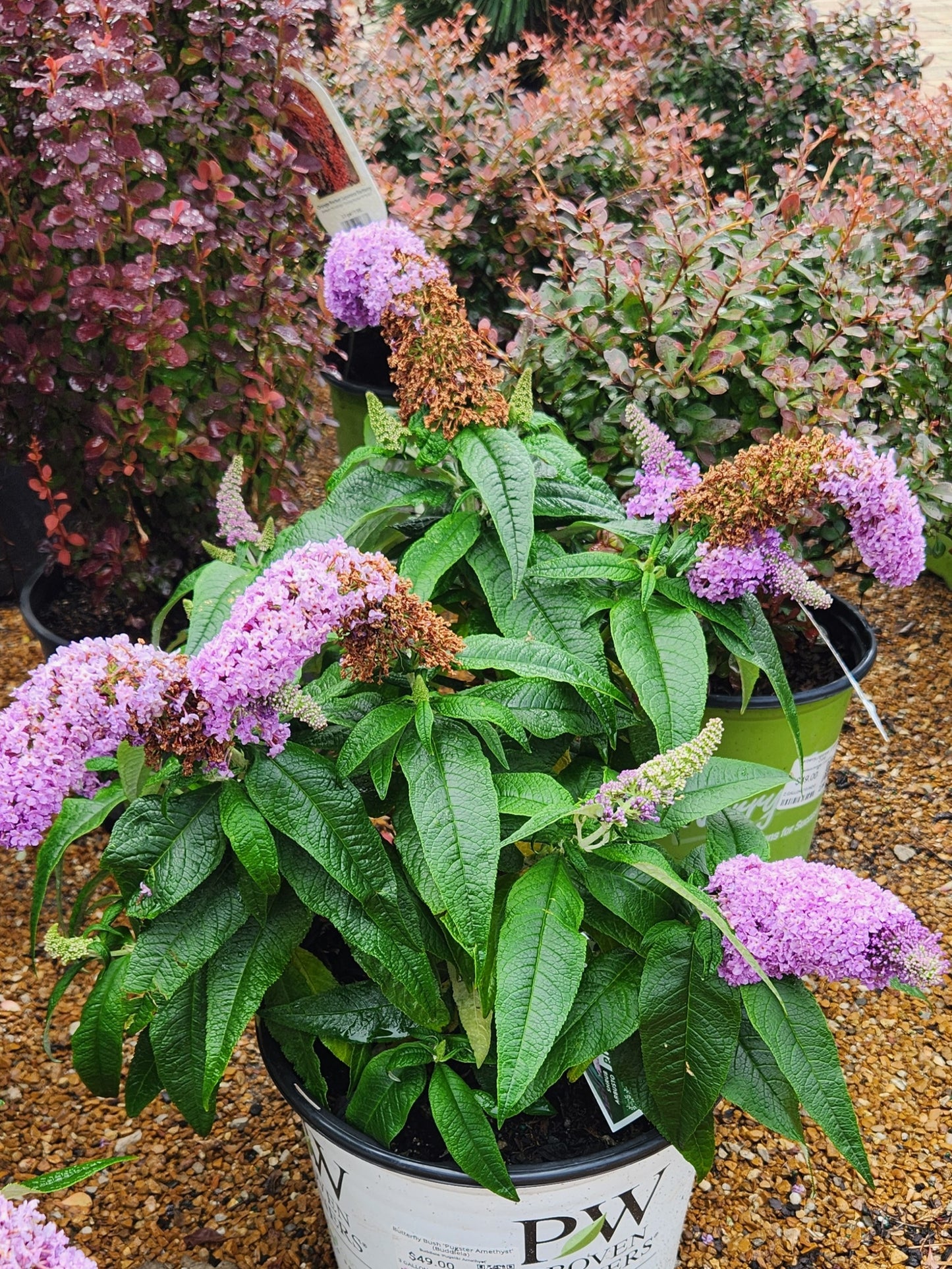 Butterfly Bush, 'Pugster Amethyst' (Buddleia)