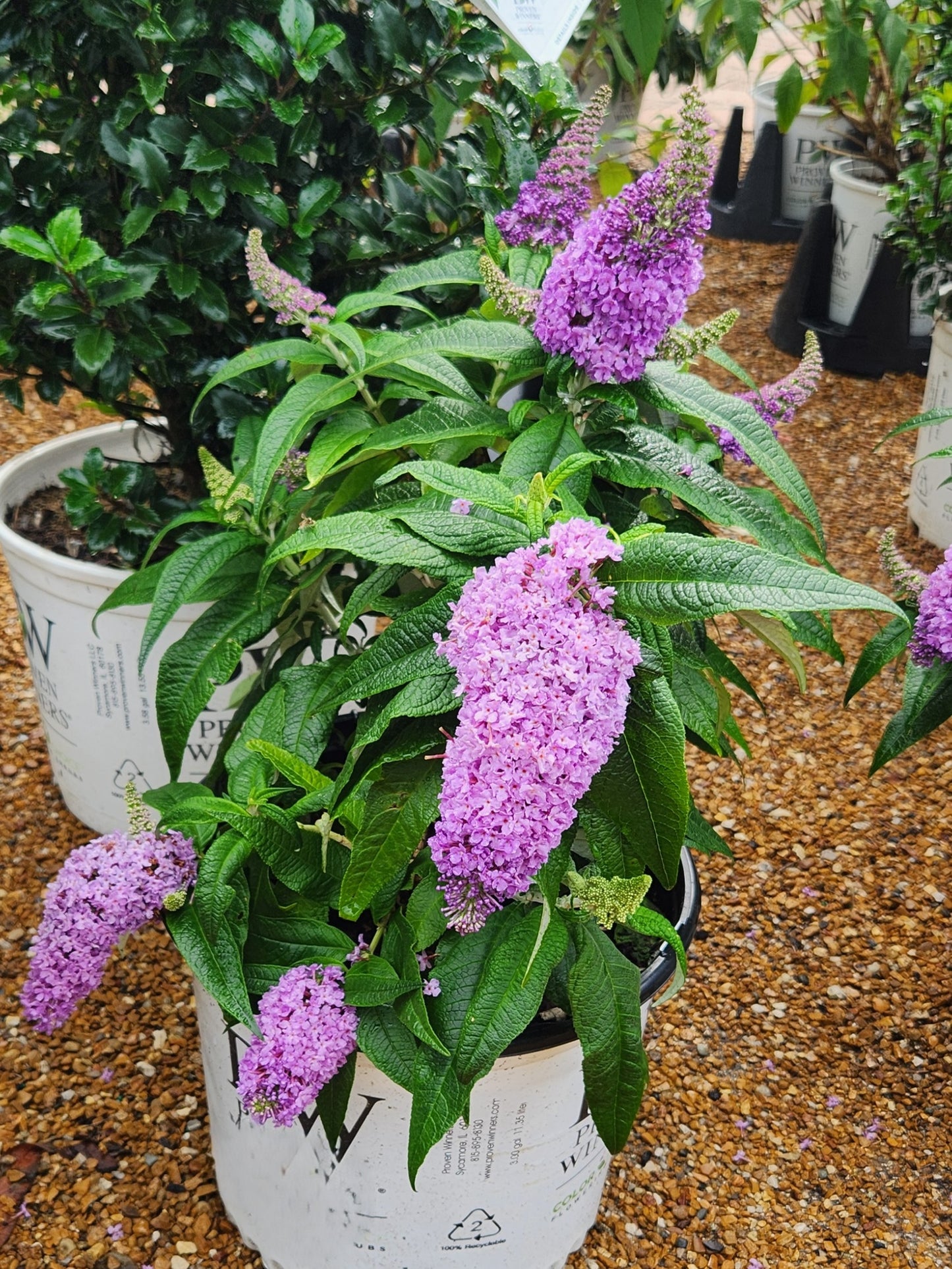 Butterfly Bush, 'Pugster Amethyst' (Buddleia)