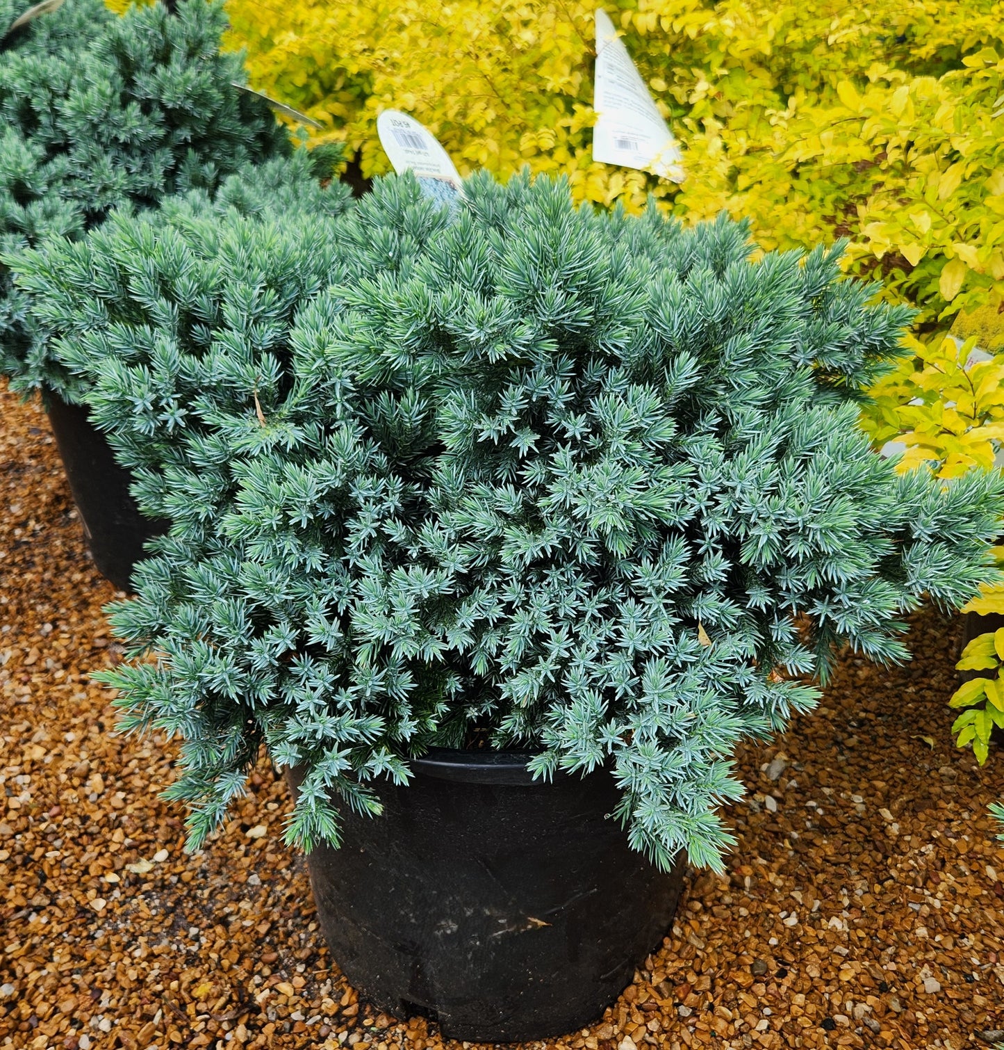 Juniper, Singleseed 'Blue Star' (Juniperus)
