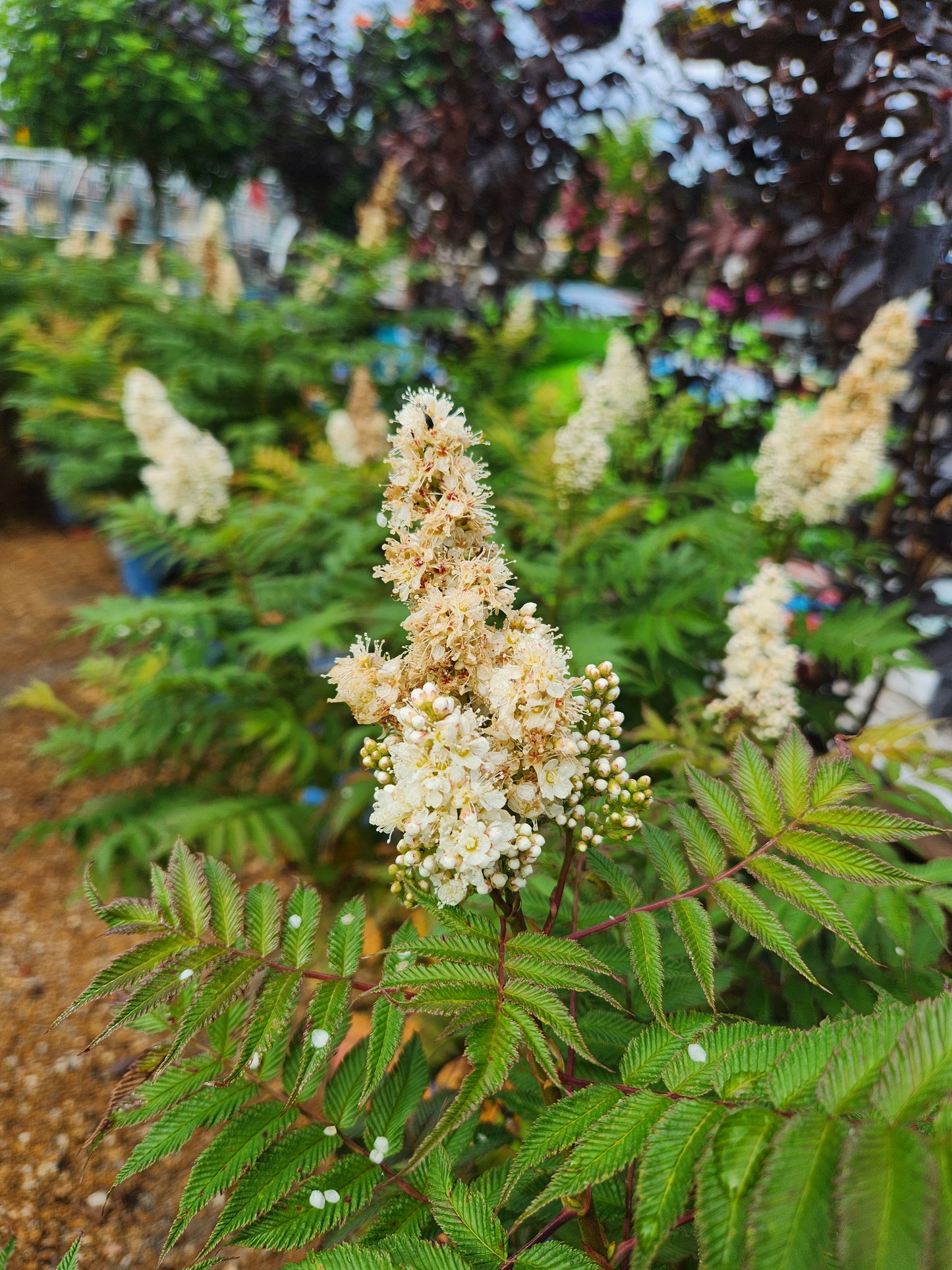 False Spirea 'Cherry on Top' (Sorbaria)