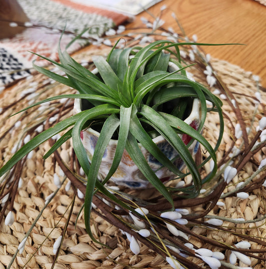 Air Plant / Bromeliad Varieties (Tillandsia)