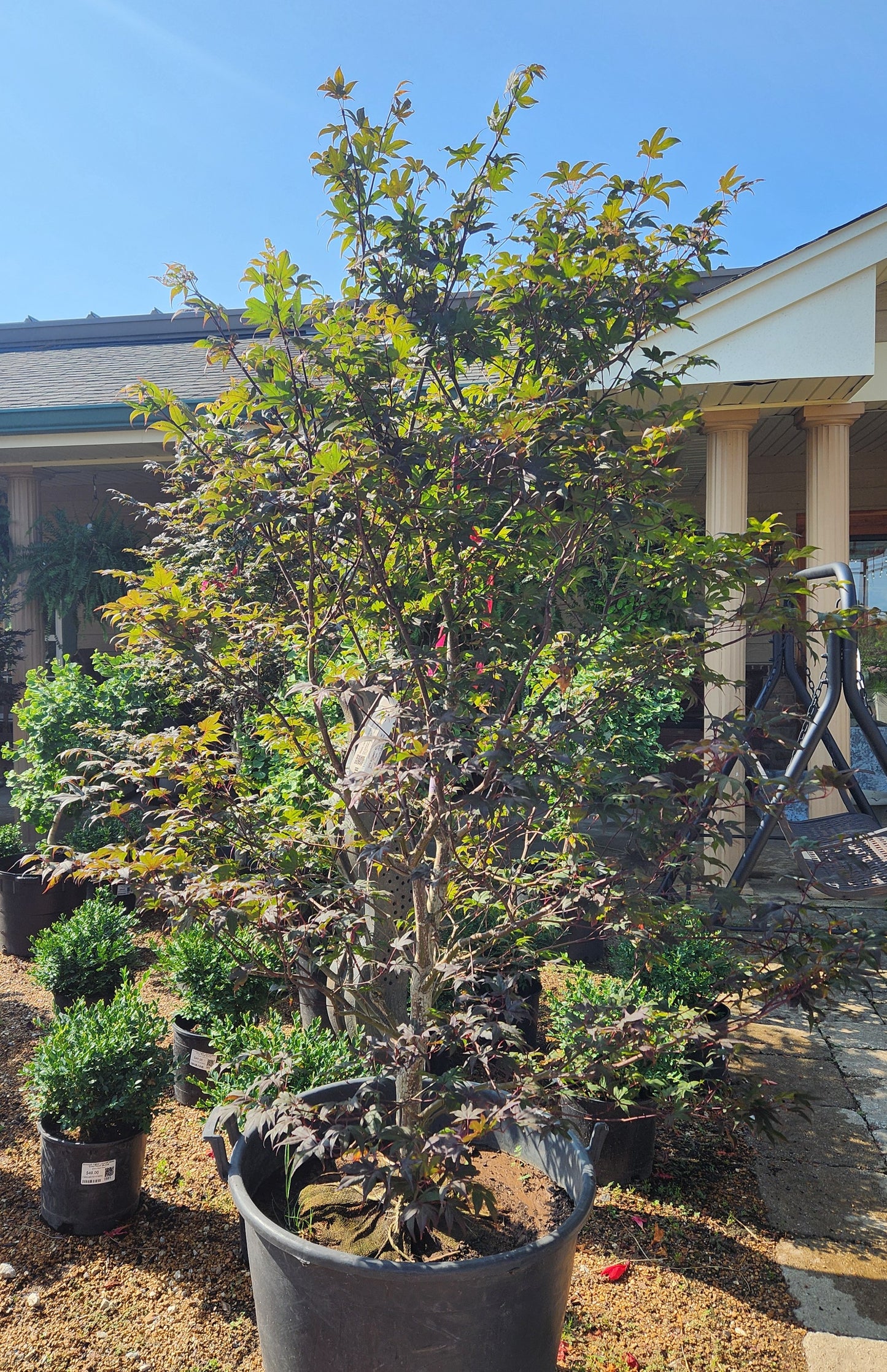 Maple, Japanese Upright 'Emperor 1' (Acer)