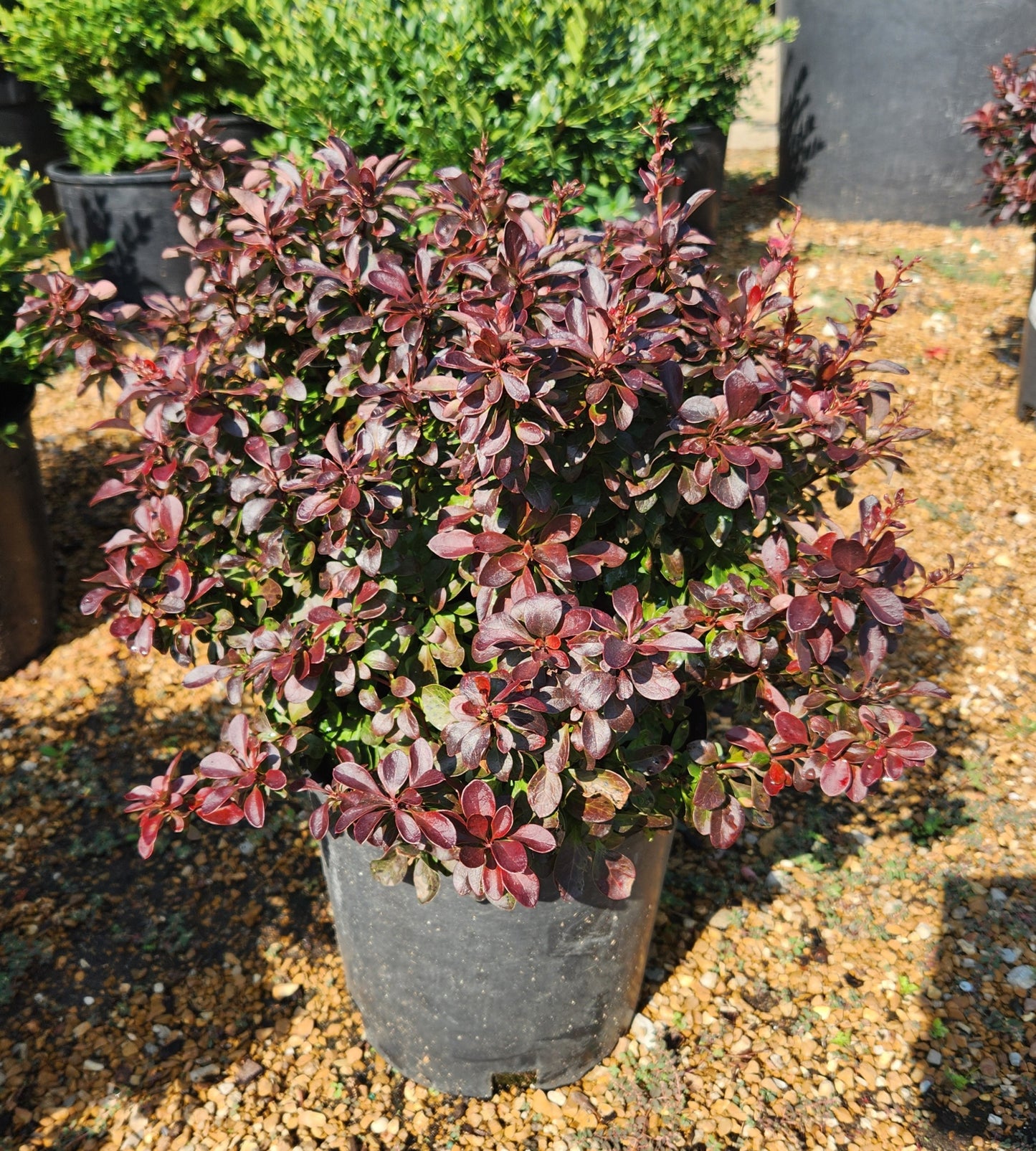 Barberry, Japanese Dwarf 'Midnight Ruby' (Berberis)