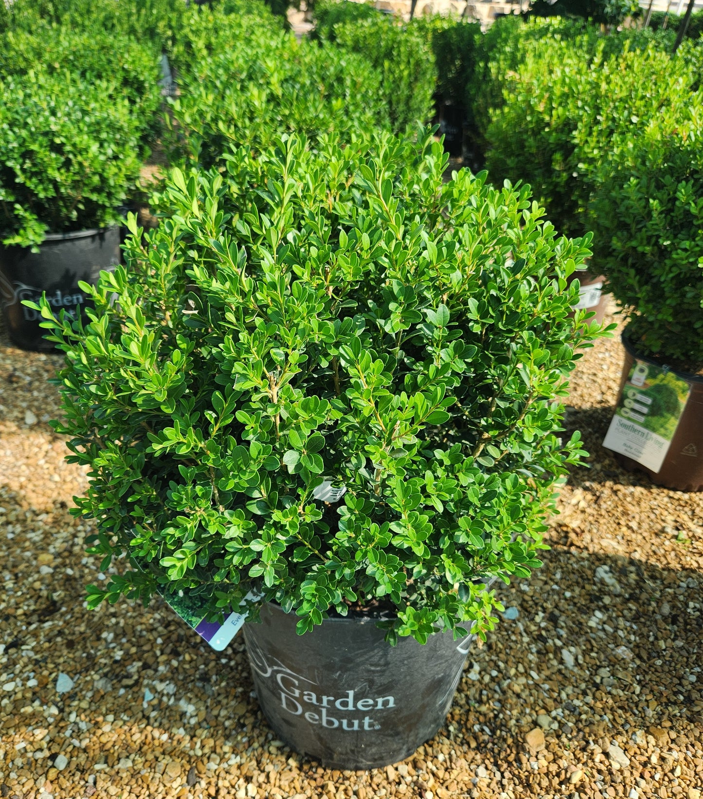 Boxwood, Japanese 'Baby Gem' (Buxus) Globe