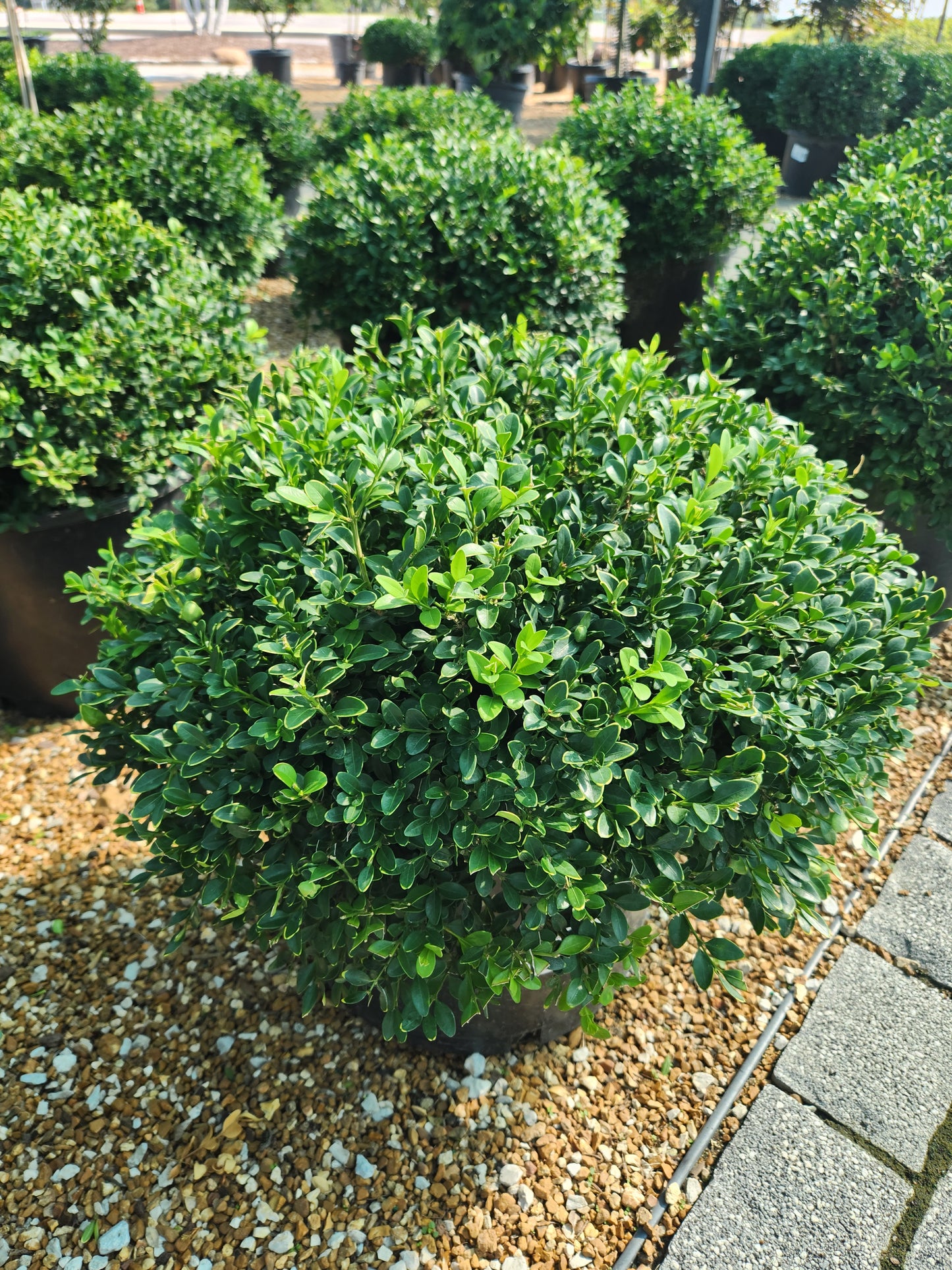 Boxwood, English Littleleaf 'Green Velvet' (Buxus) Globe