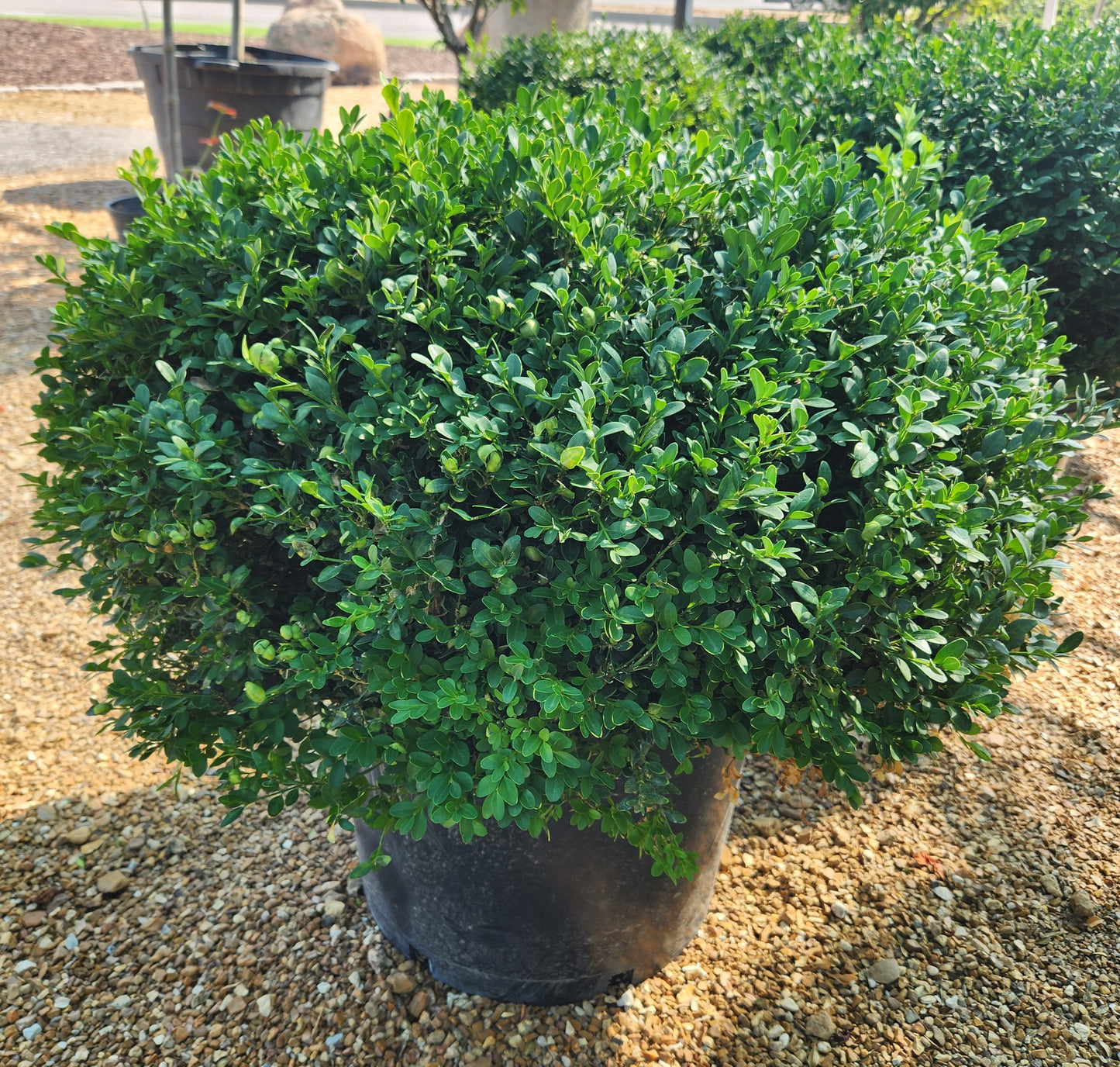 Boxwood, English Littleleaf 'Green Velvet' (Buxus) Globe
