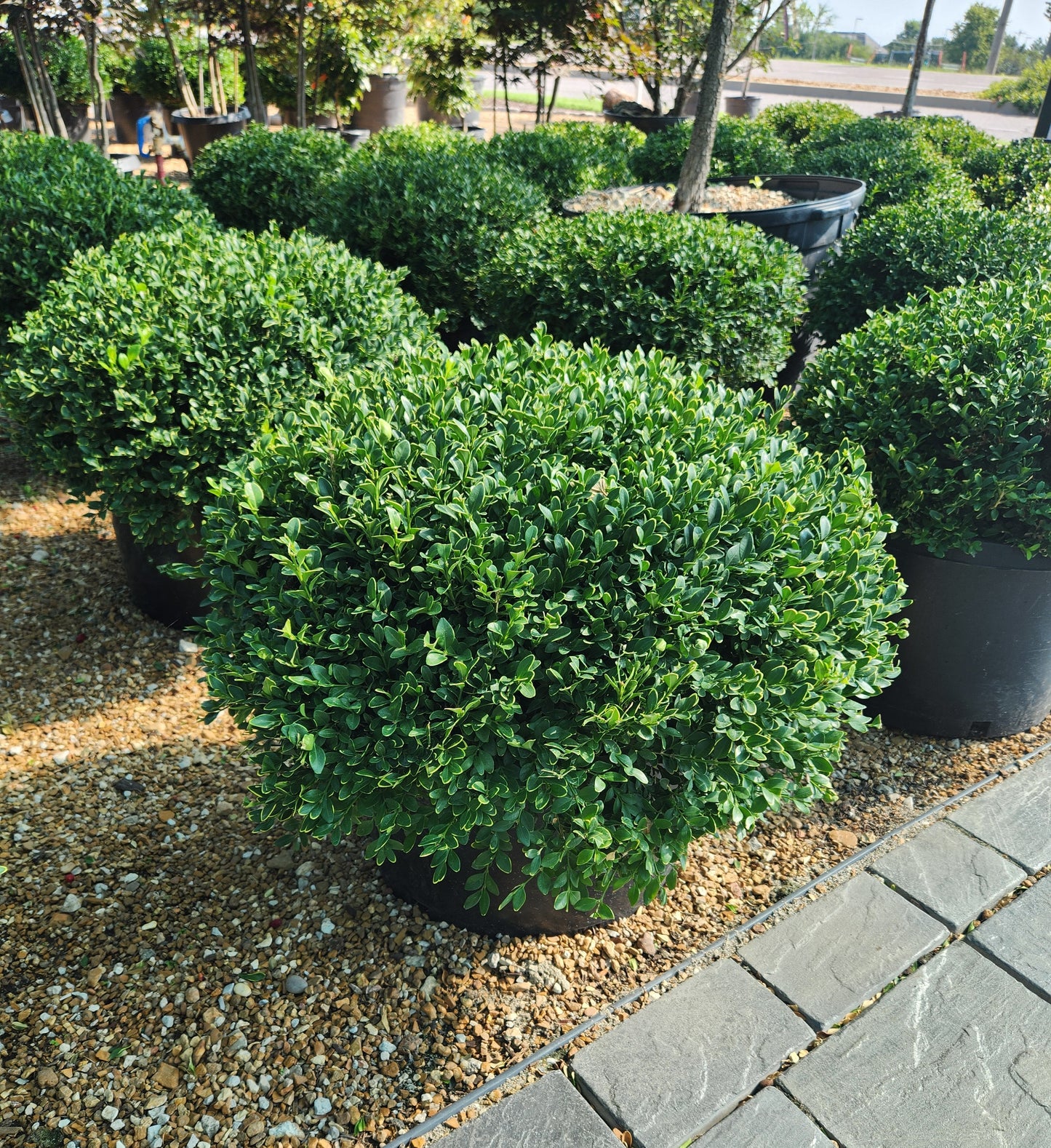 Boxwood, English Littleleaf 'Green Velvet' (Buxus) Globe
