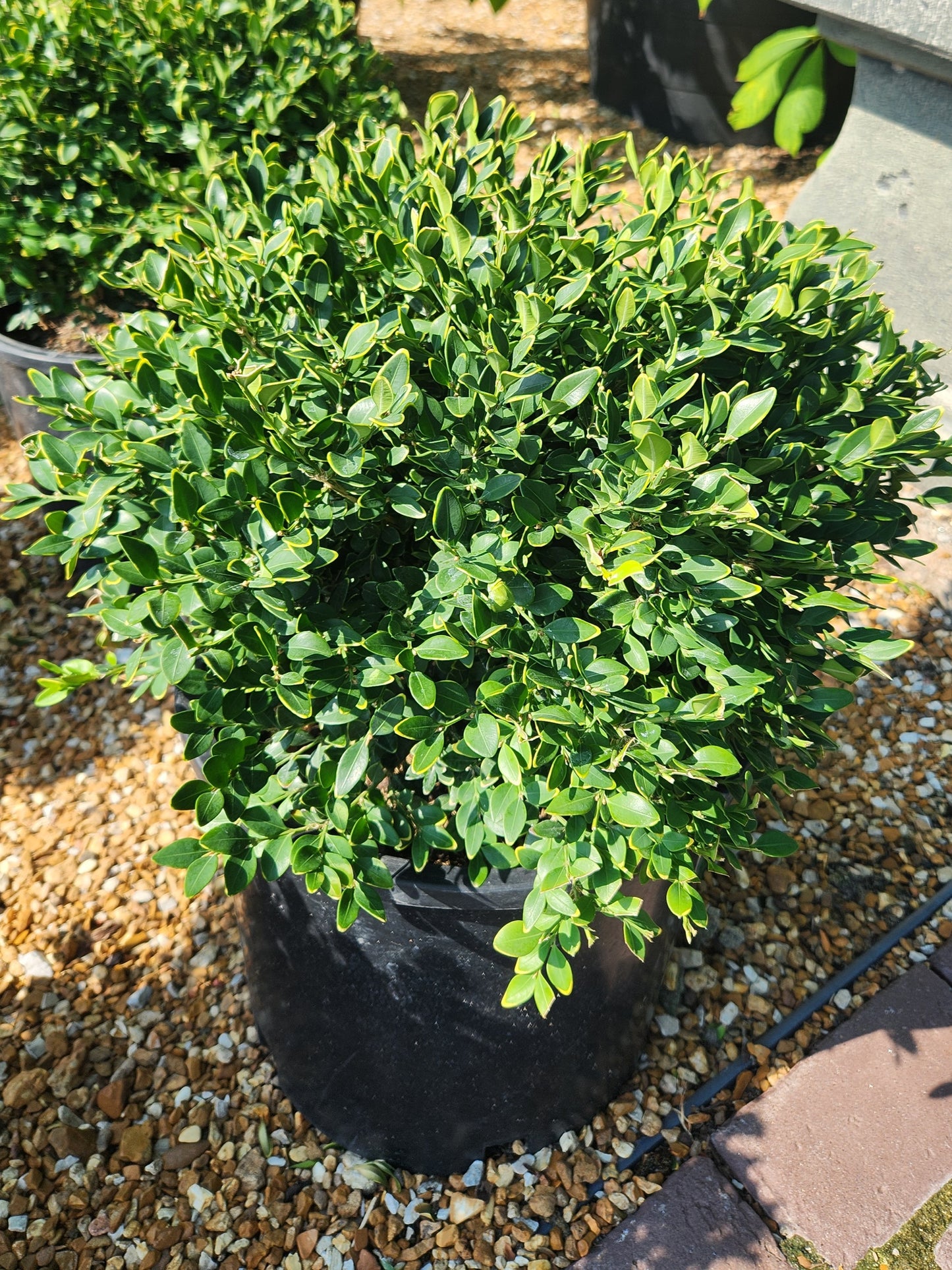Boxwood, English Littleleaf 'Green Velvet' (Buxus) Globe