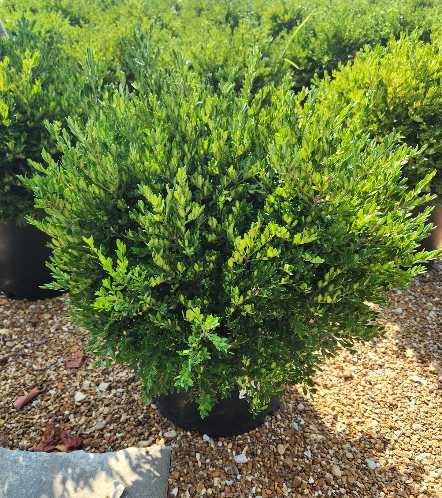 Boxwood, English Littleleaf 'Green Gem' (Buxus) Globe