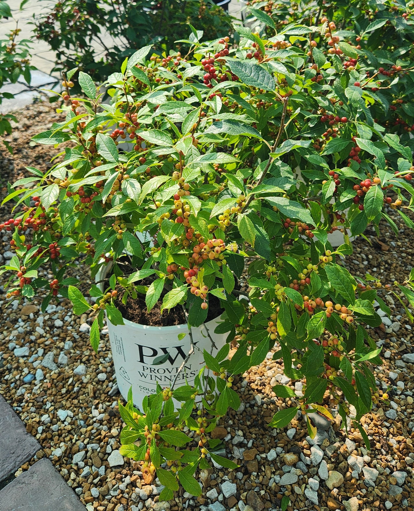 Winterberry, Female 'Berry Poppins' (Ilex)