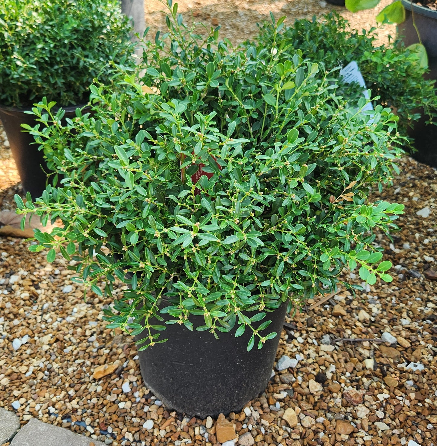 Boxwood, Korean Littleleaf 'Franklin's Gem' (Buxus) Globe