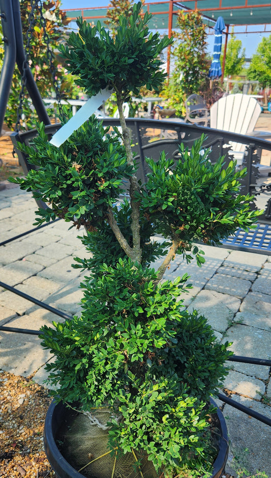 Boxwood, English / Common 'Green Mountain' (Buxus) Pom Pom