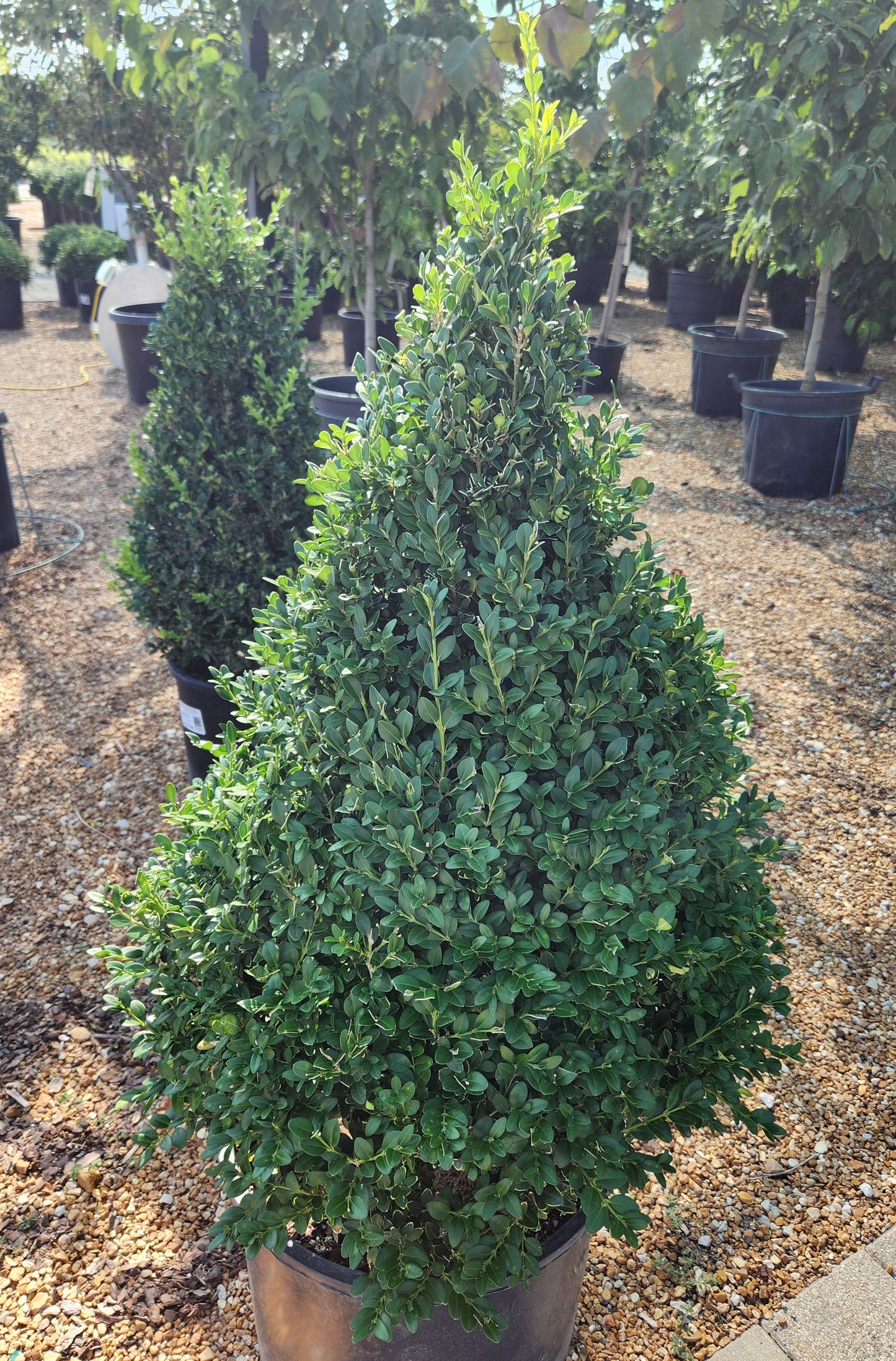 Boxwood, English / Common 'Green Mountain' (Buxus) Pyramidal