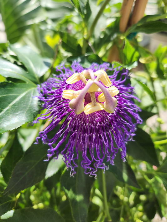 Vine, Passion Purple / Blue (Passiflora)