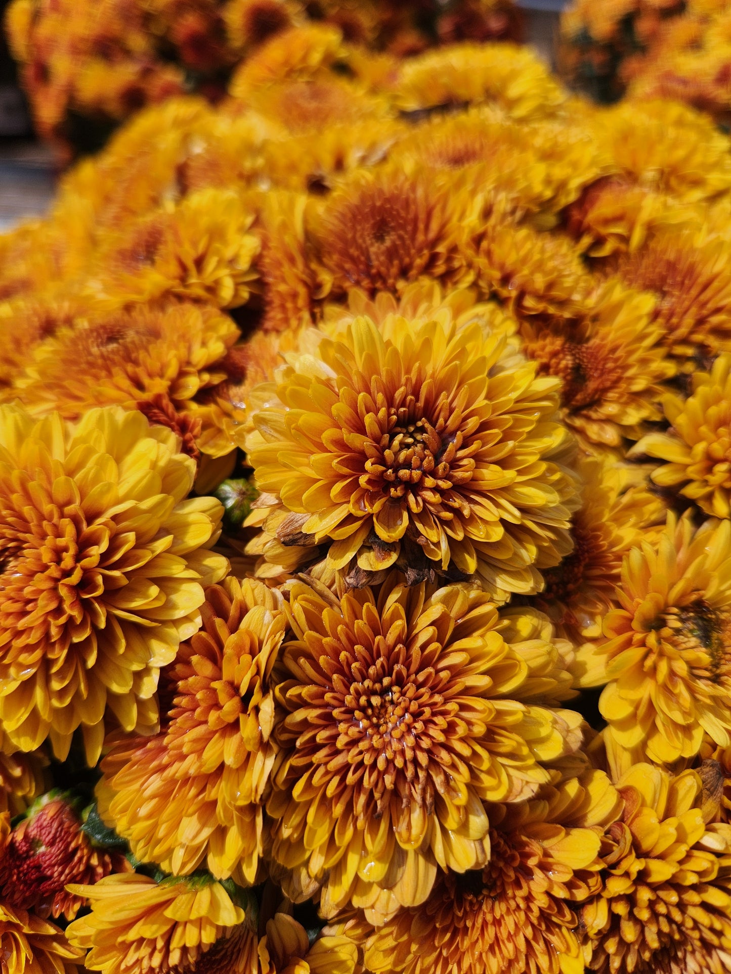 Mum, Garden (Chrysanthemum) Late-Season