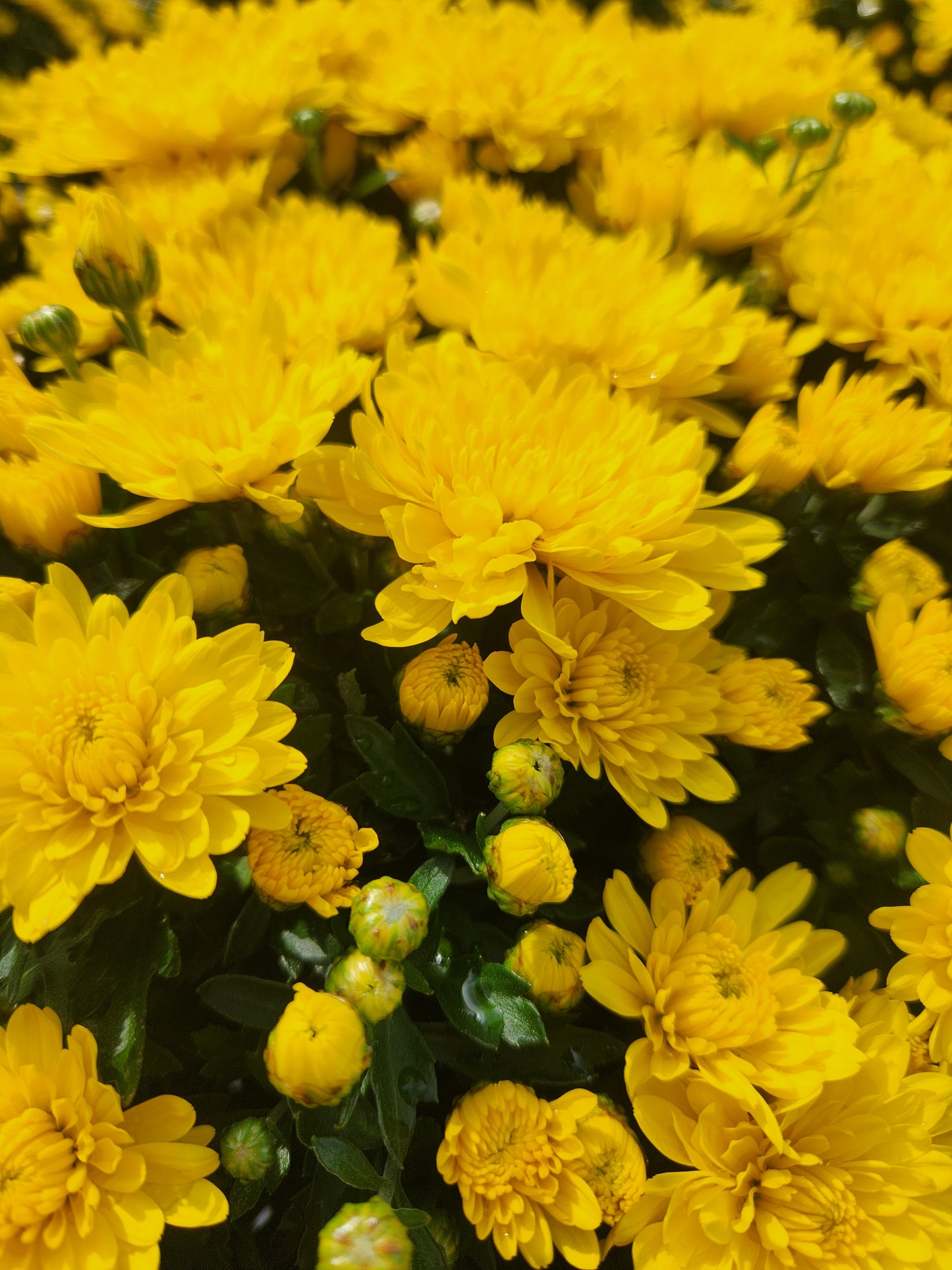 Mum, Garden (Chrysanthemum) Late-Season