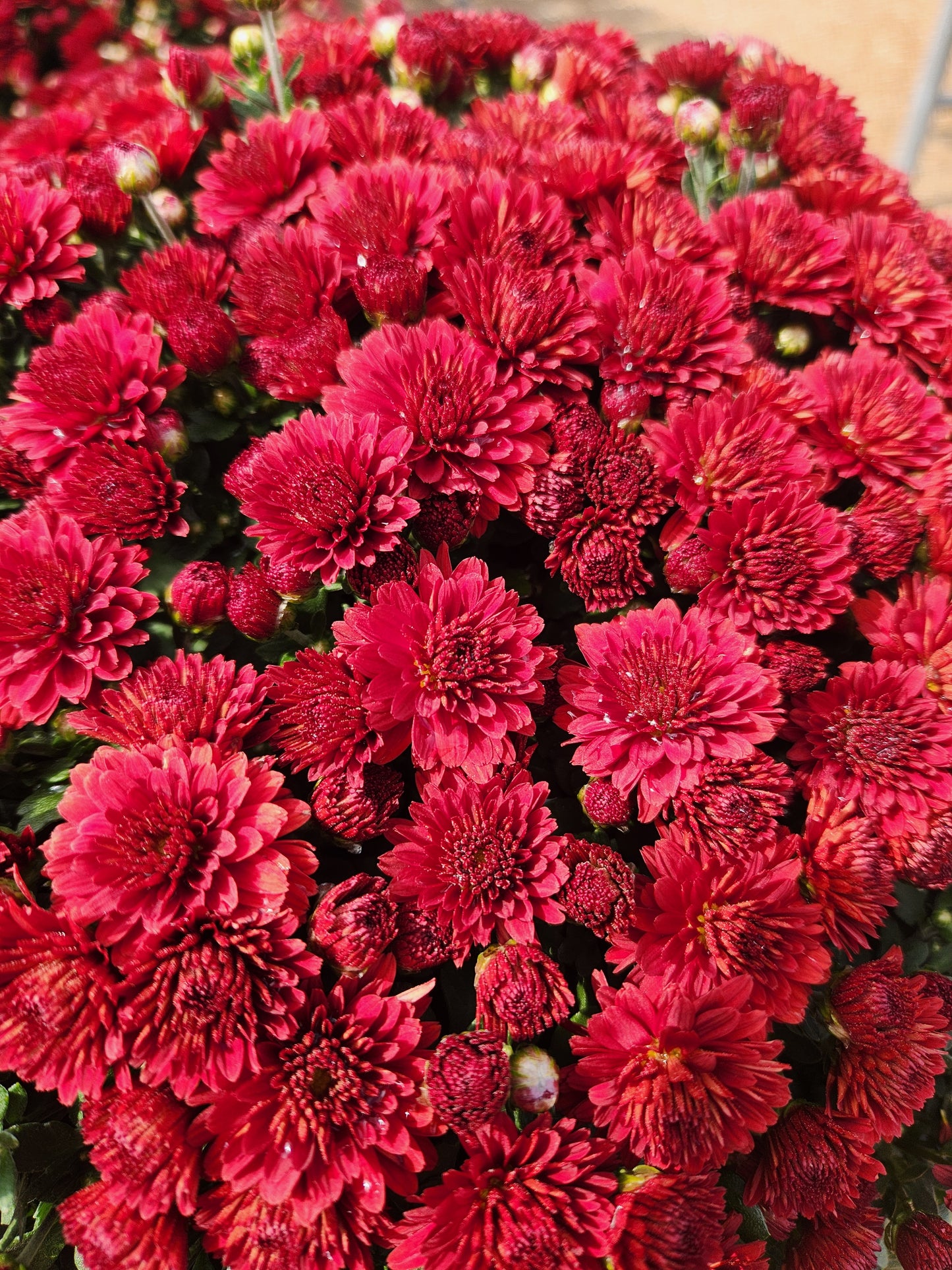 Mum, Garden (Chrysanthemum) Late-Season