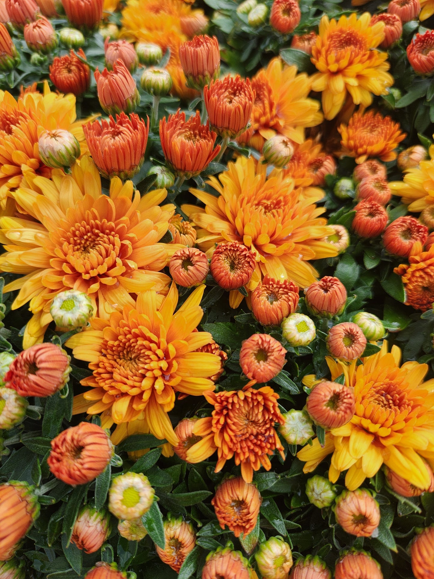 Mum, Garden (Chrysanthemum) Late-Season