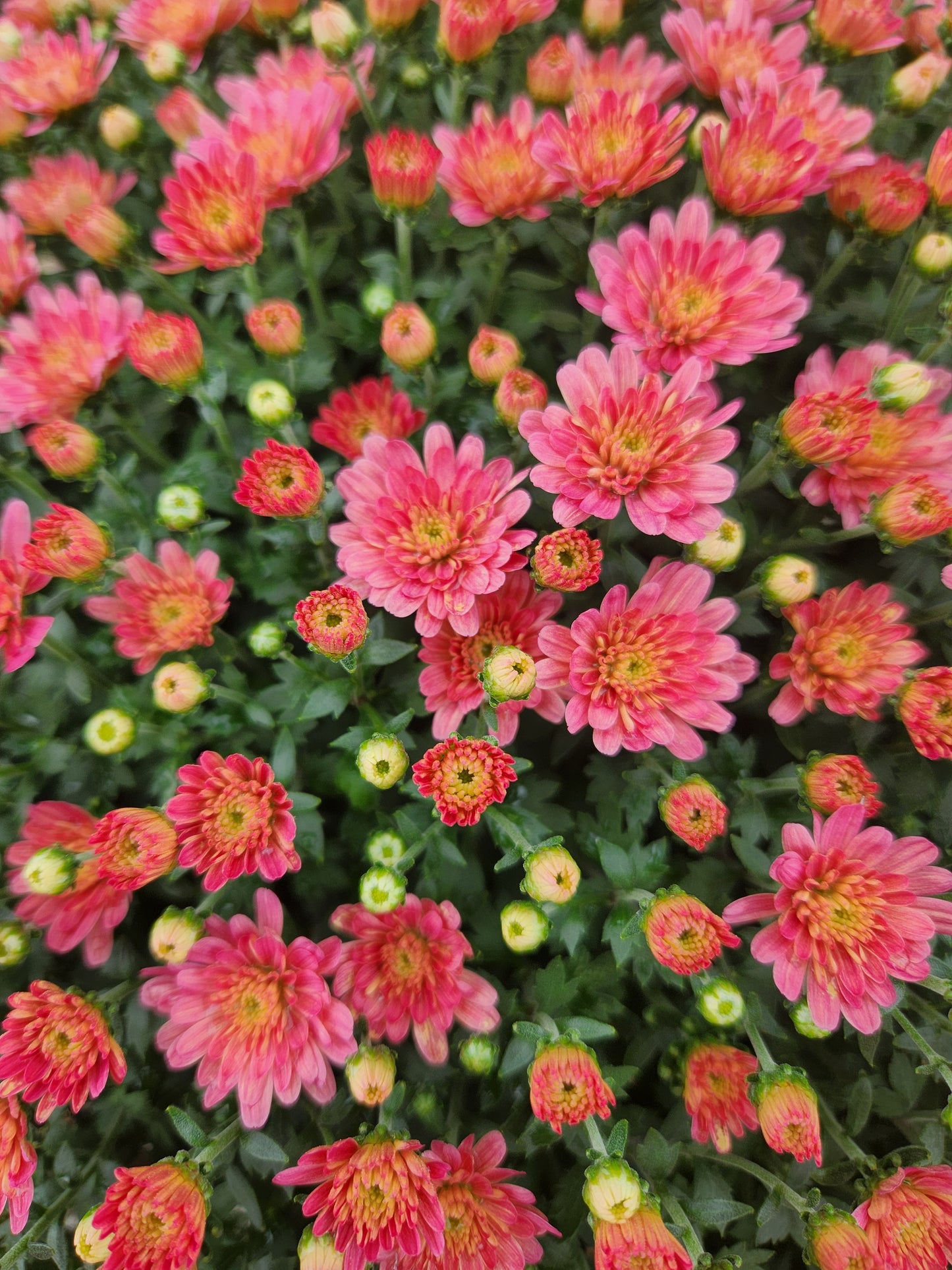 Mum, Garden (Chrysanthemum) Late-Season