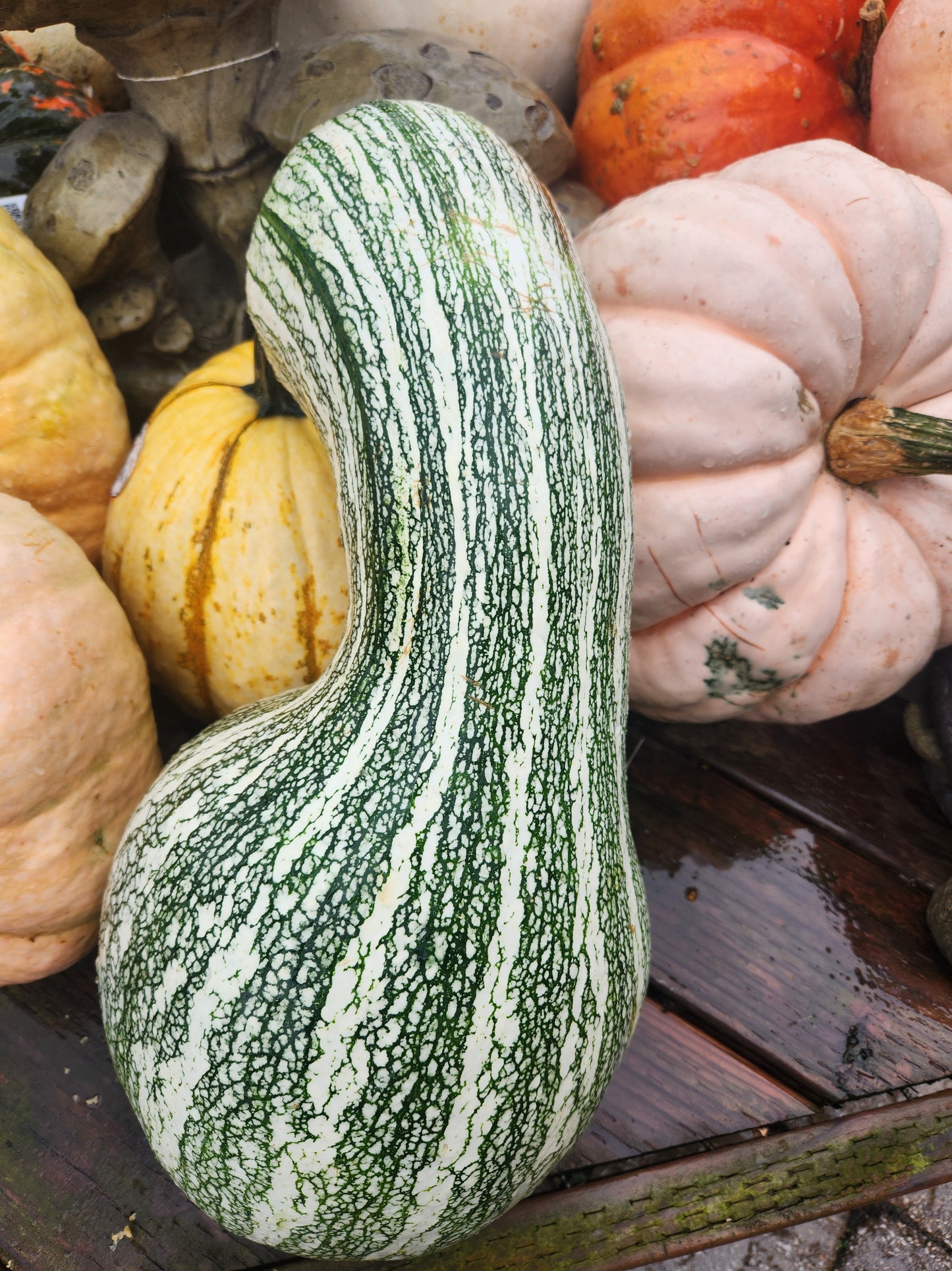 FRESH, Pumpkins Unique