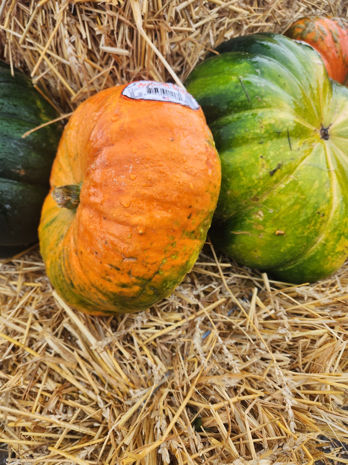 FRESH, Pumpkins Unique
