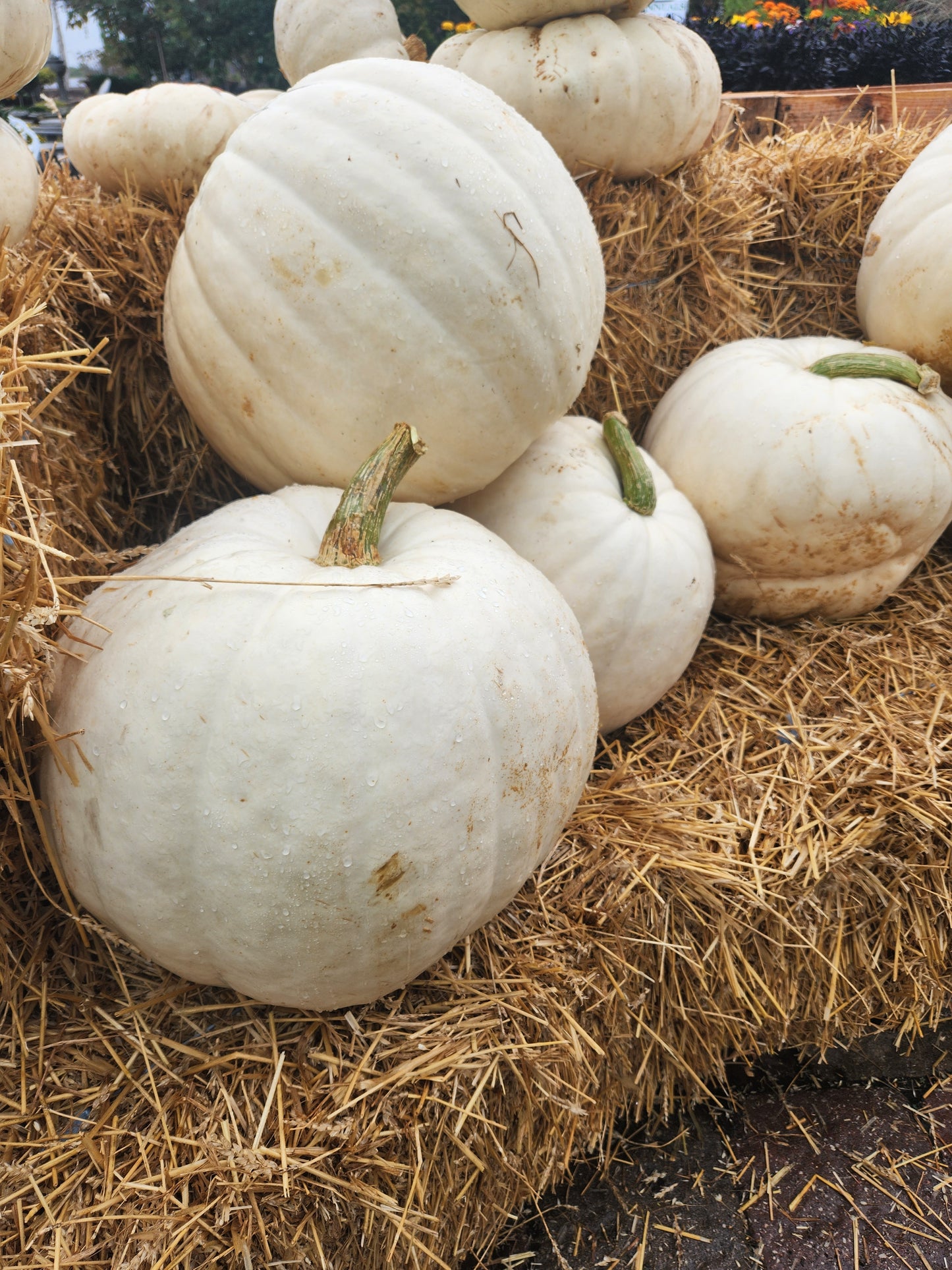 FRESH, Pumpkins Unique