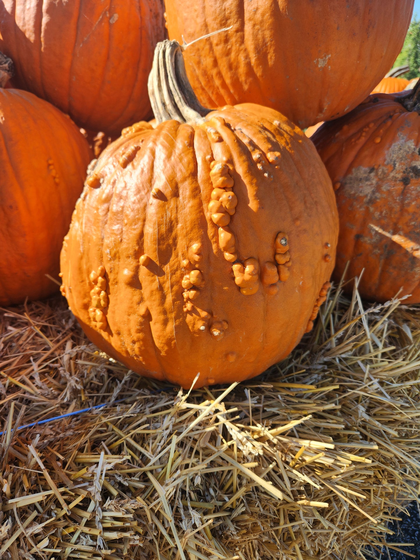 FRESH, Pumpkins Unique