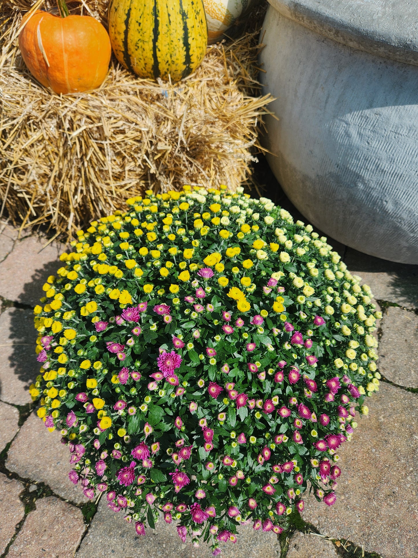 Mum, Garden (Chrysanthemum) Late-Season
