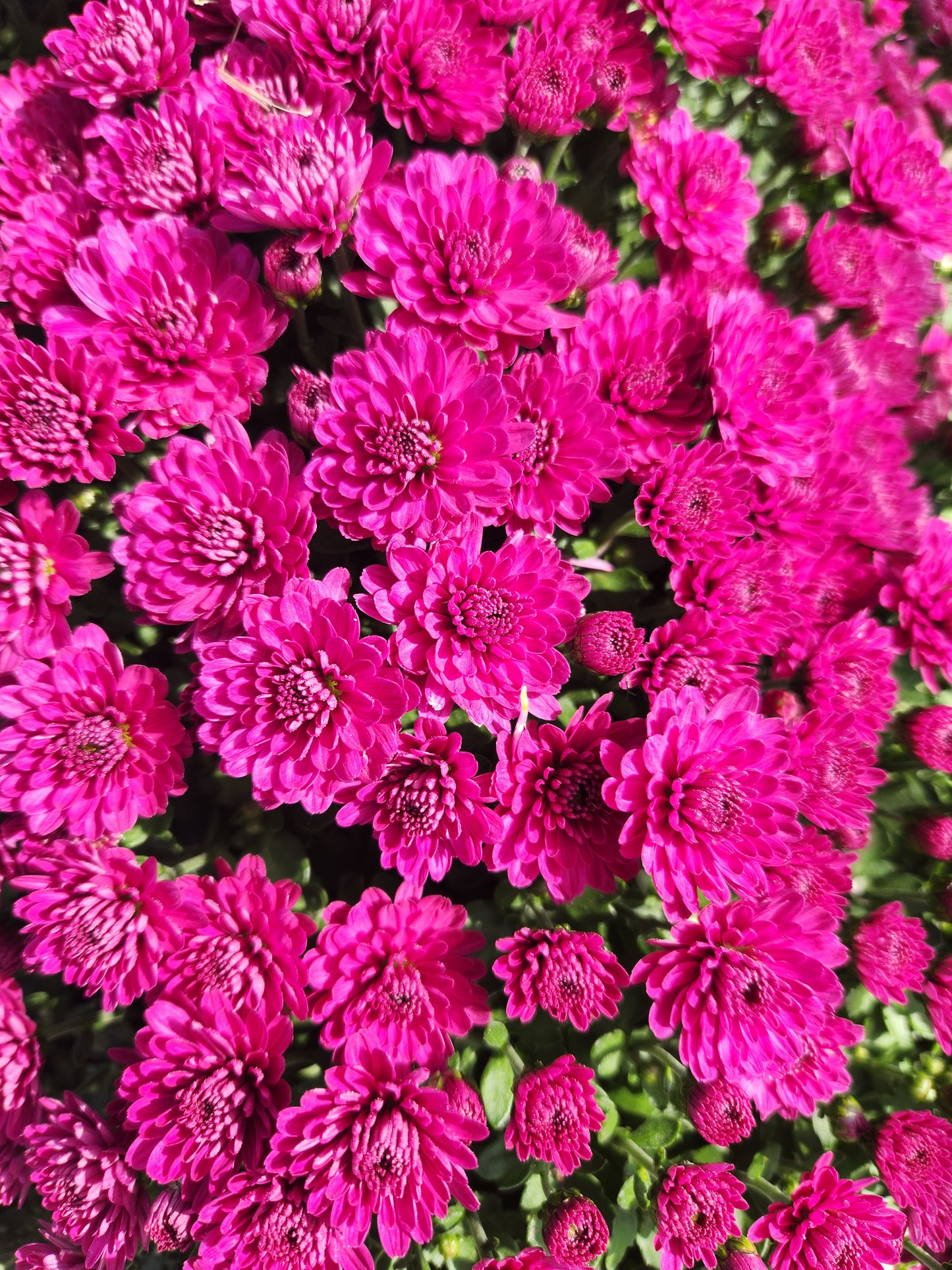 Mum, Garden (Chrysanthemum) Late-Season