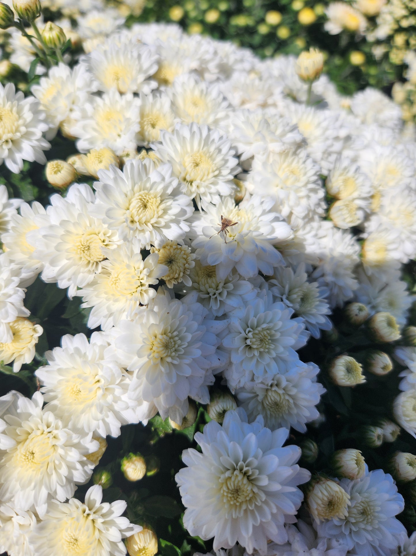Mum, Garden (Chrysanthemum) Late-Season