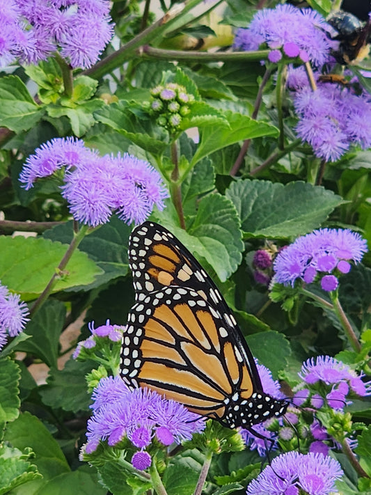 Flossflower (Ageratum)
