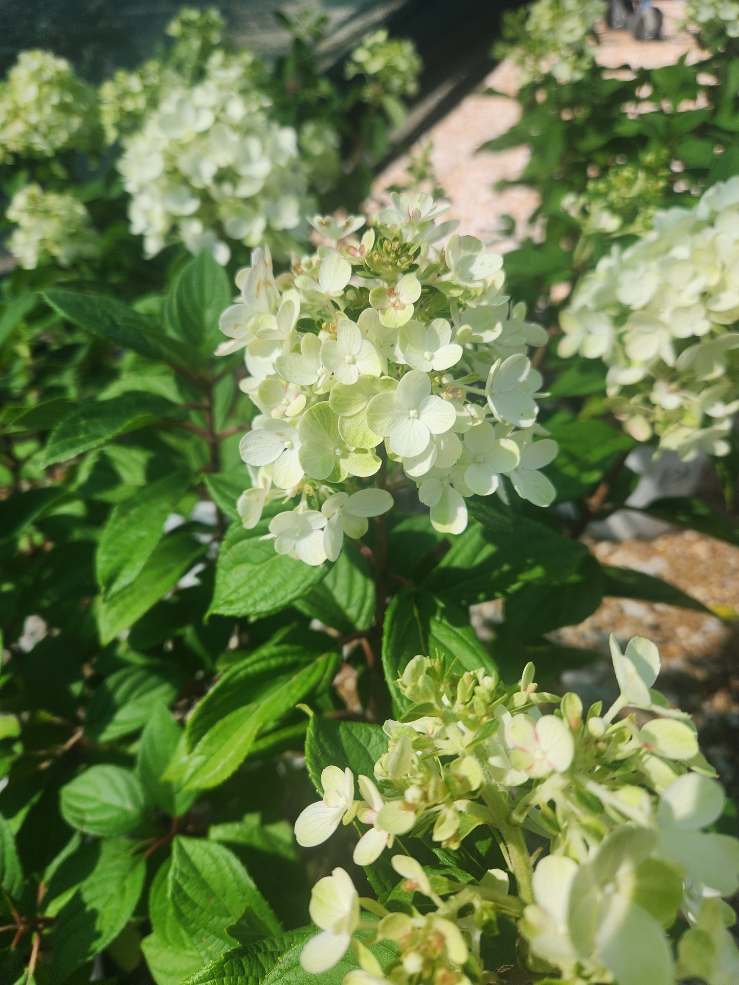 Hydrangea, Panicle 'Little Lime Punch' (Hydrangea)
