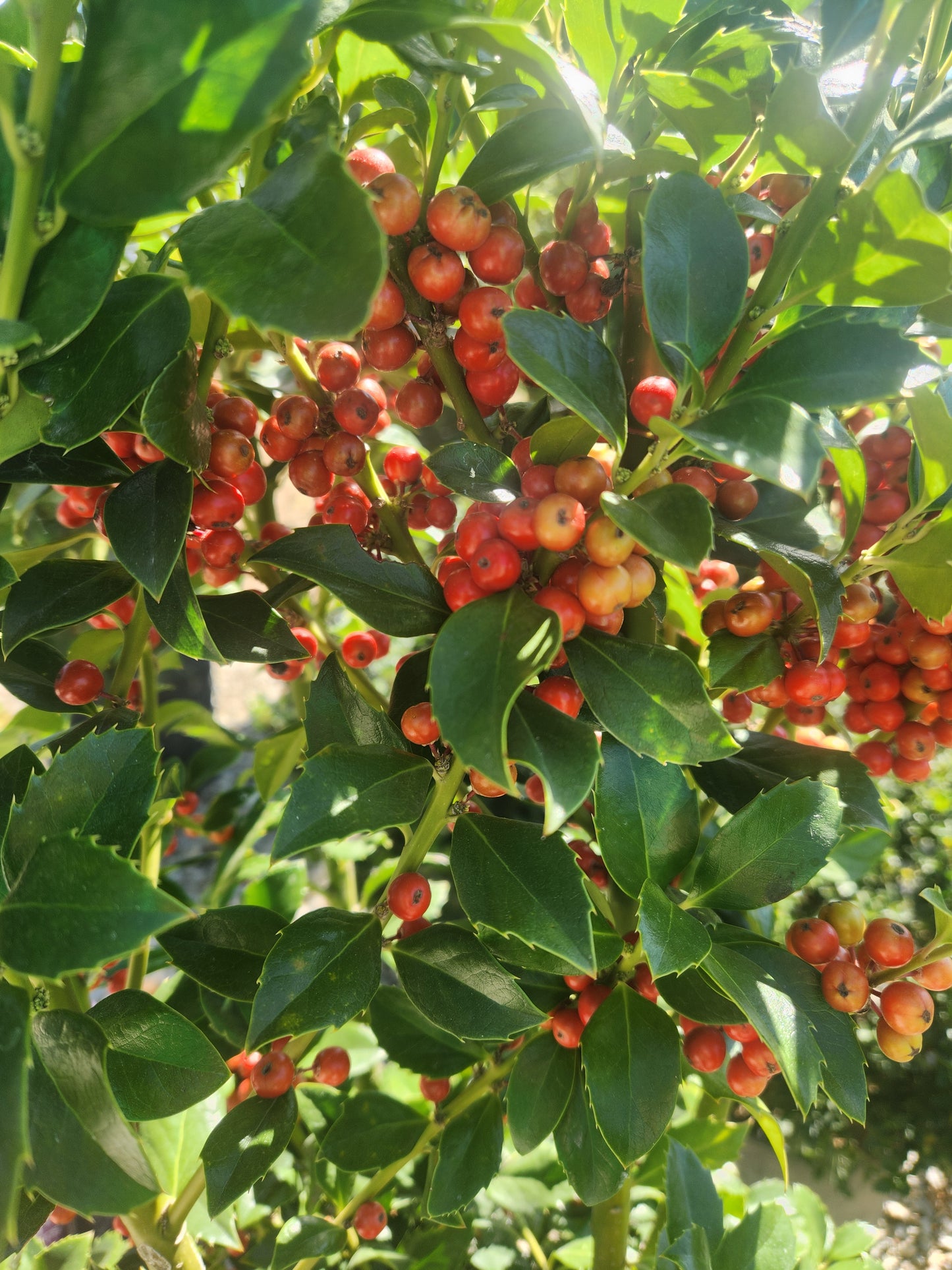 Holly, Blue Female 'Castle Spire' (Ilex) Pyramidal