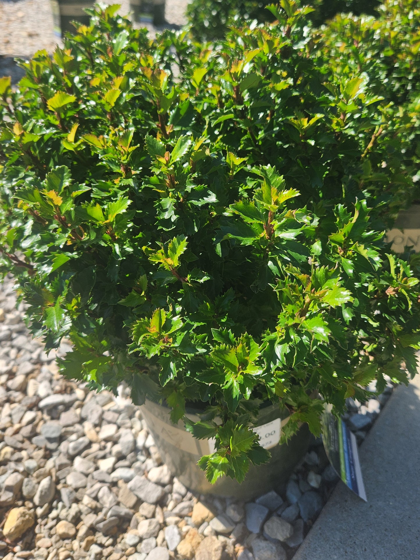 Holly, Blue Dwarf, Male 'Little Rascal' (Ilex)
