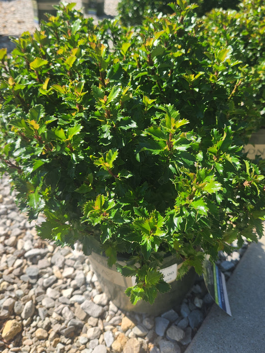 Holly, Blue Dwarf, Male 'Little Rascal' (Ilex)