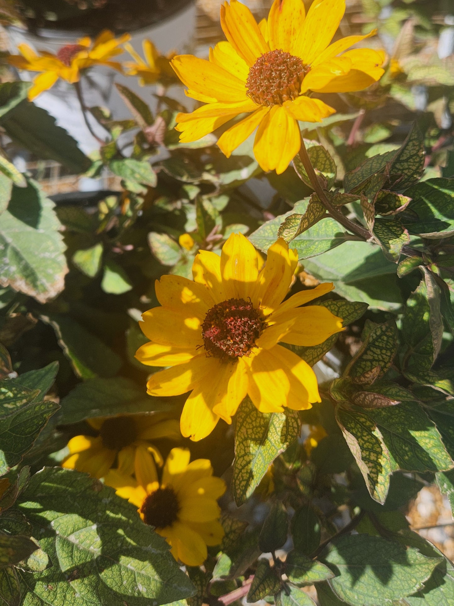 Sunflower, False 'Touch of Blush' (Heliopsis)