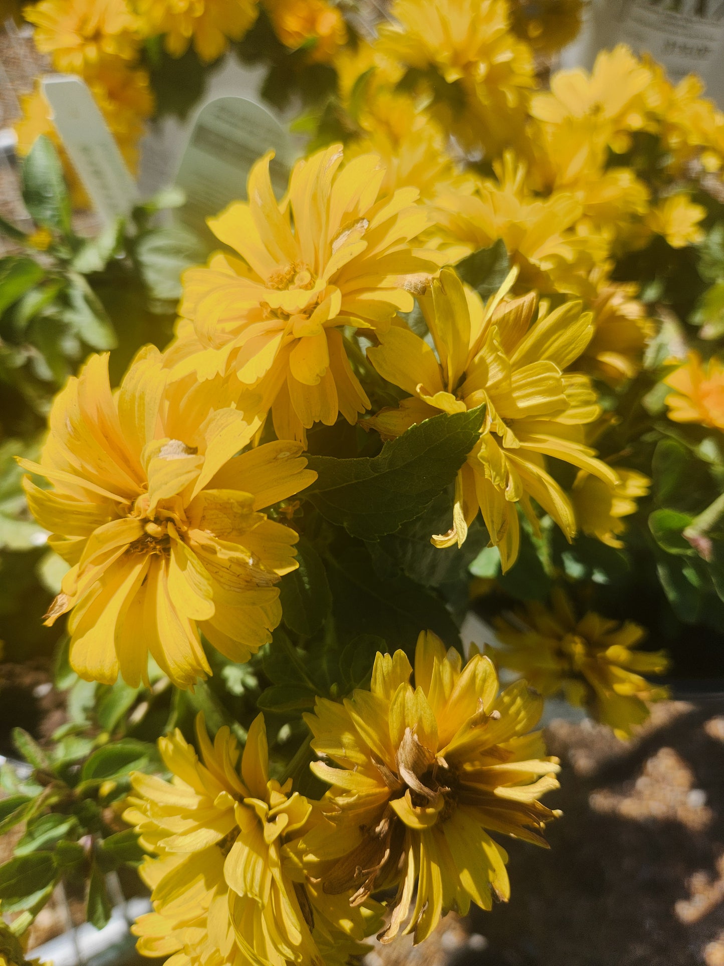 Sunflower, False 'Rays for Days' (Heliopsis)