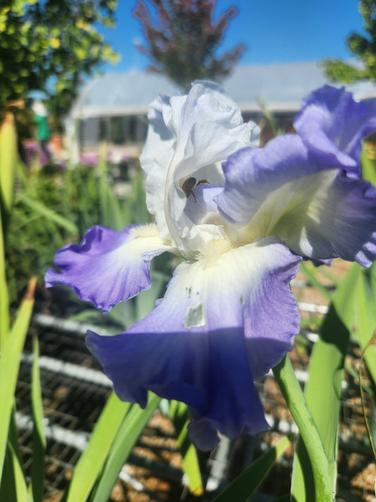 Iris, German Bearded 'Clarence' (Iris)