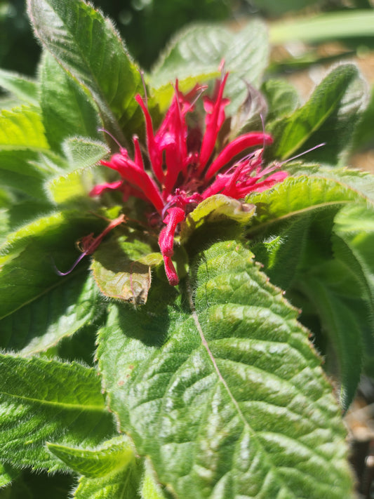 Beebalm 'Sugar Buzz Cherry Pops' (Monarda)