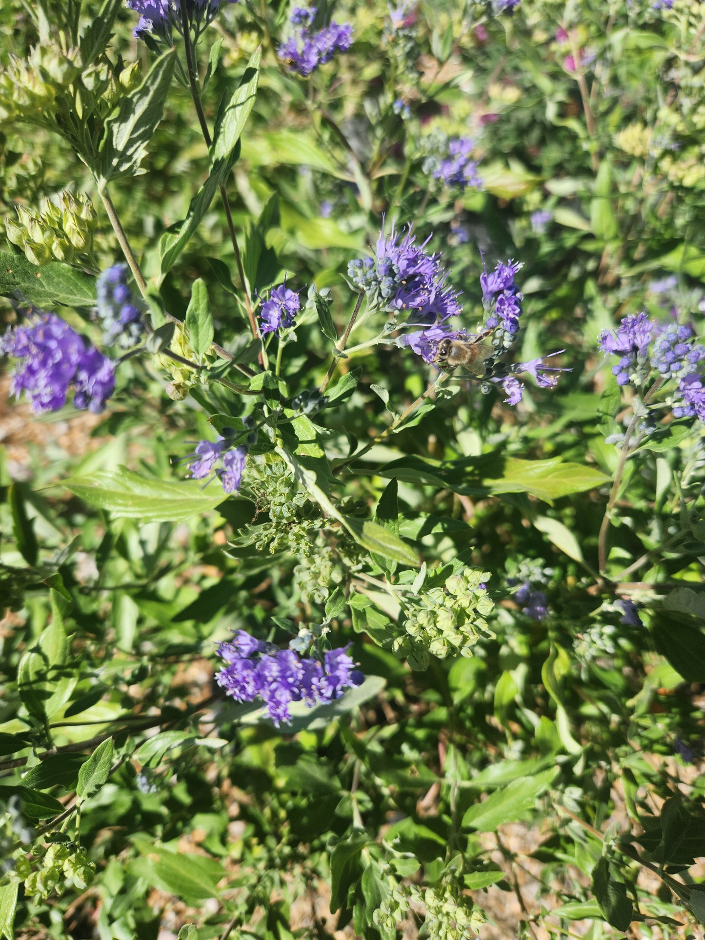 Bluebeard Bush / False Spirea 'Sapphire Surf' (Caryopteris)