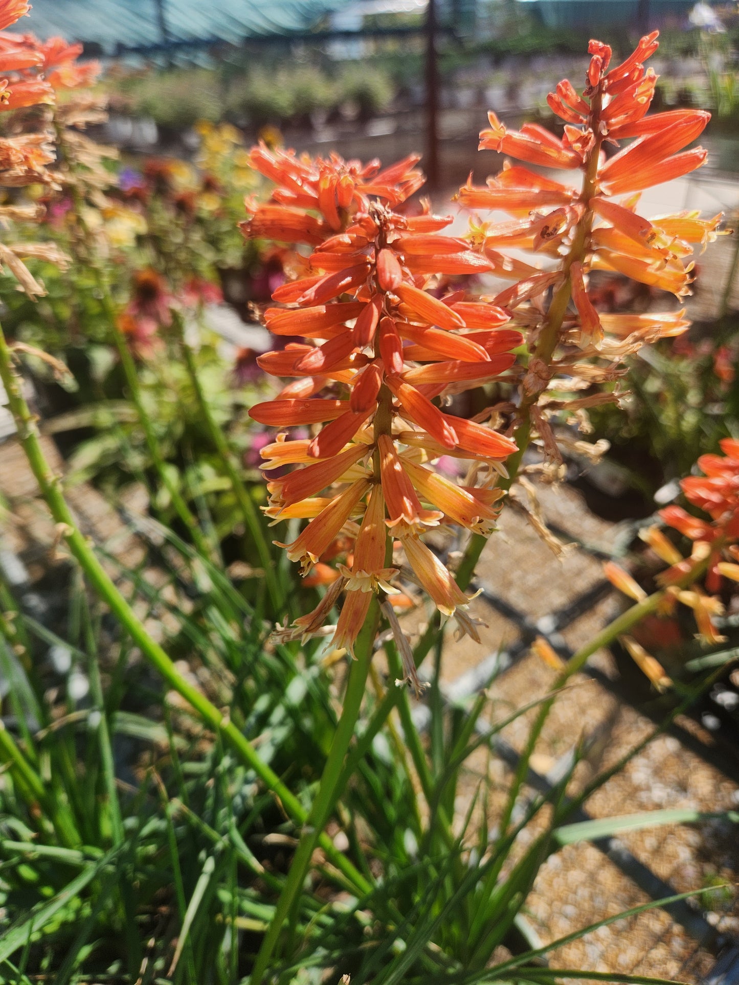 Red-Hot Poker, 'Poco Sunset' (Kniphofia)